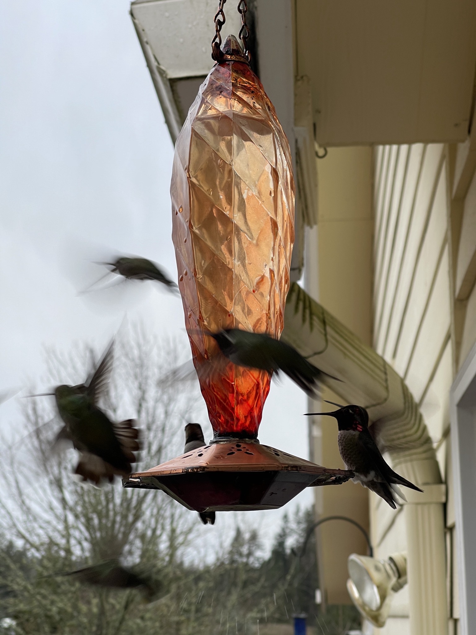 Hummingbirds