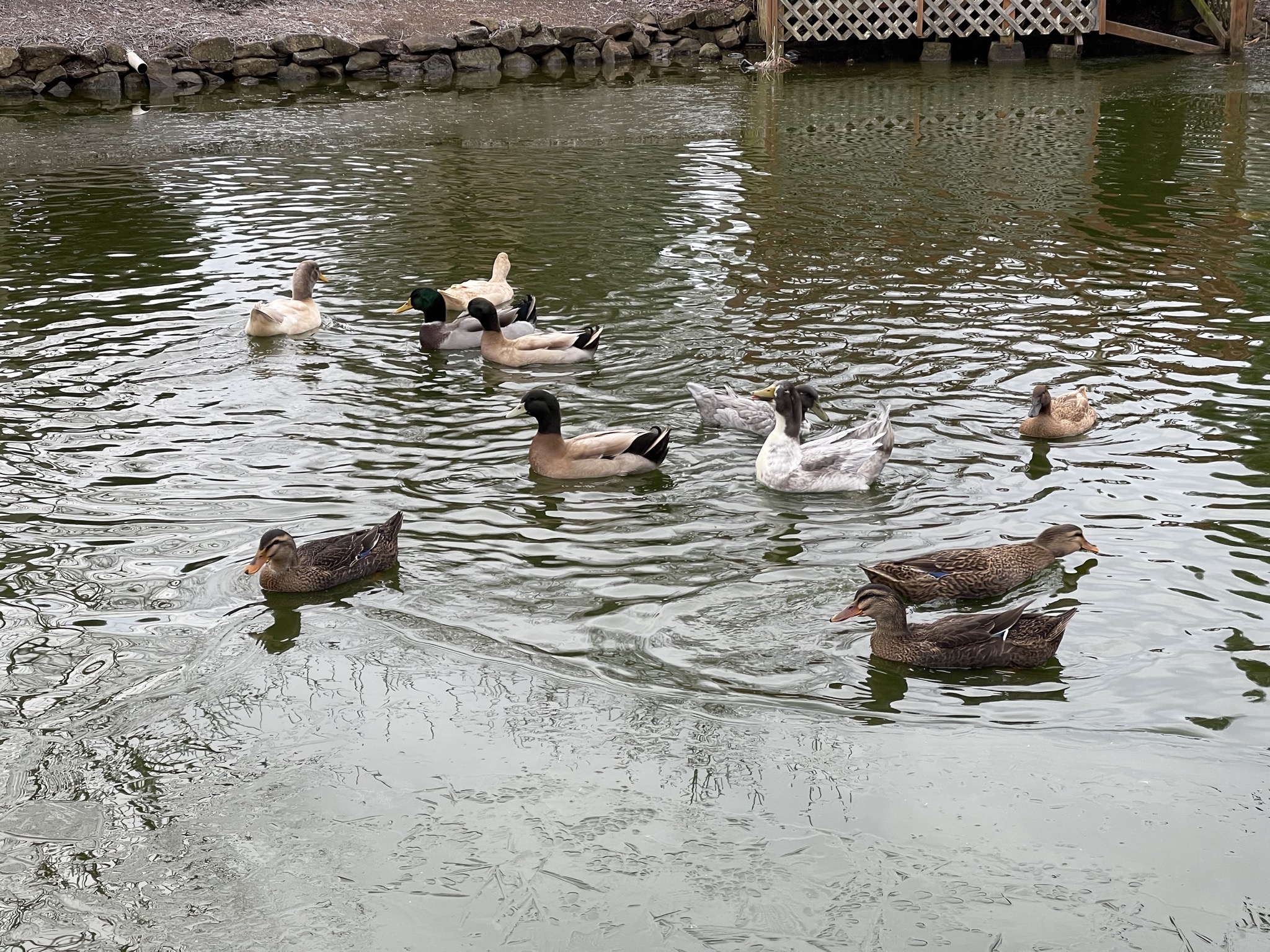 Ducks on partially frozen pond