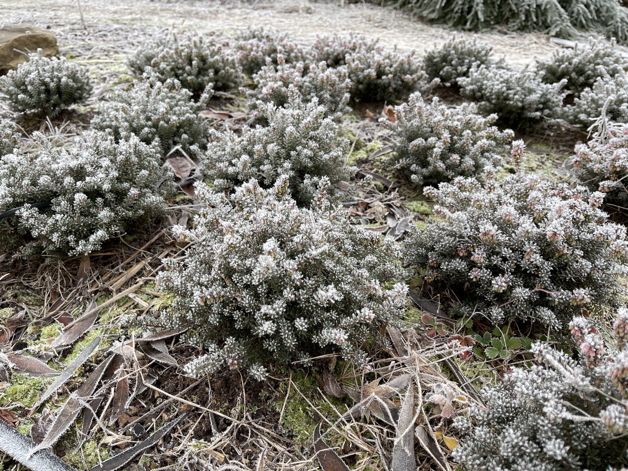 Frosty plants