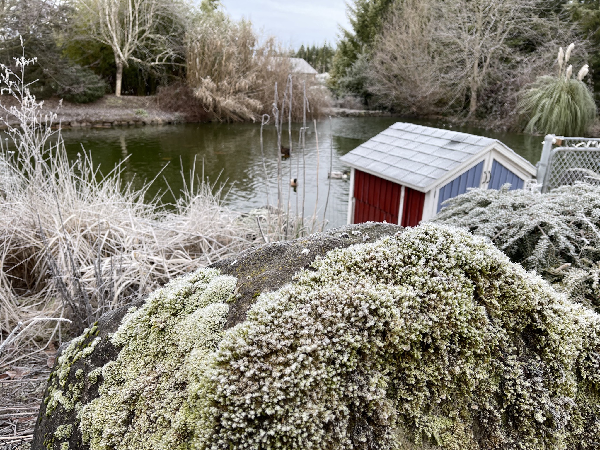 Frosty mossy rock