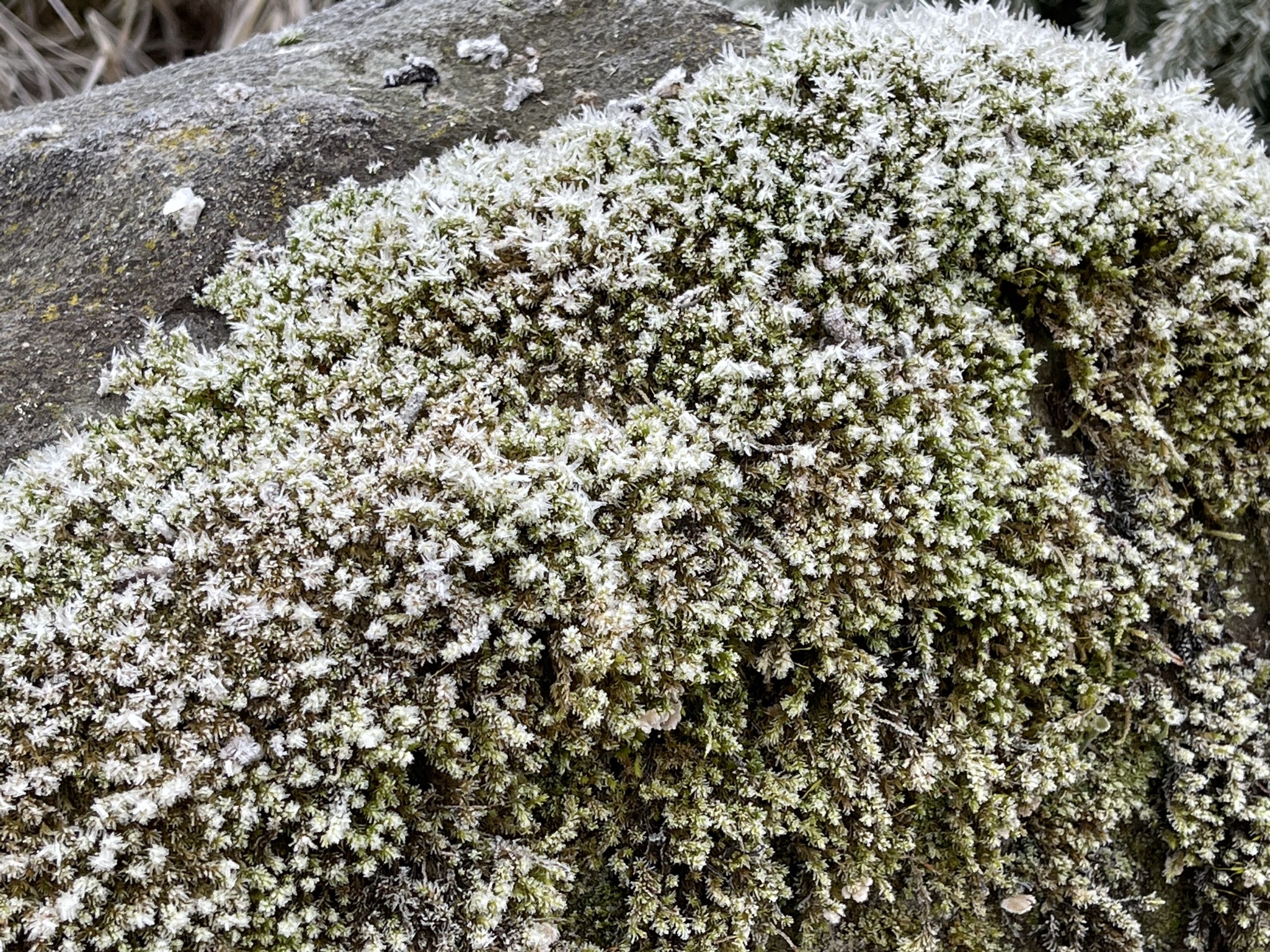 Frosty mossy rock