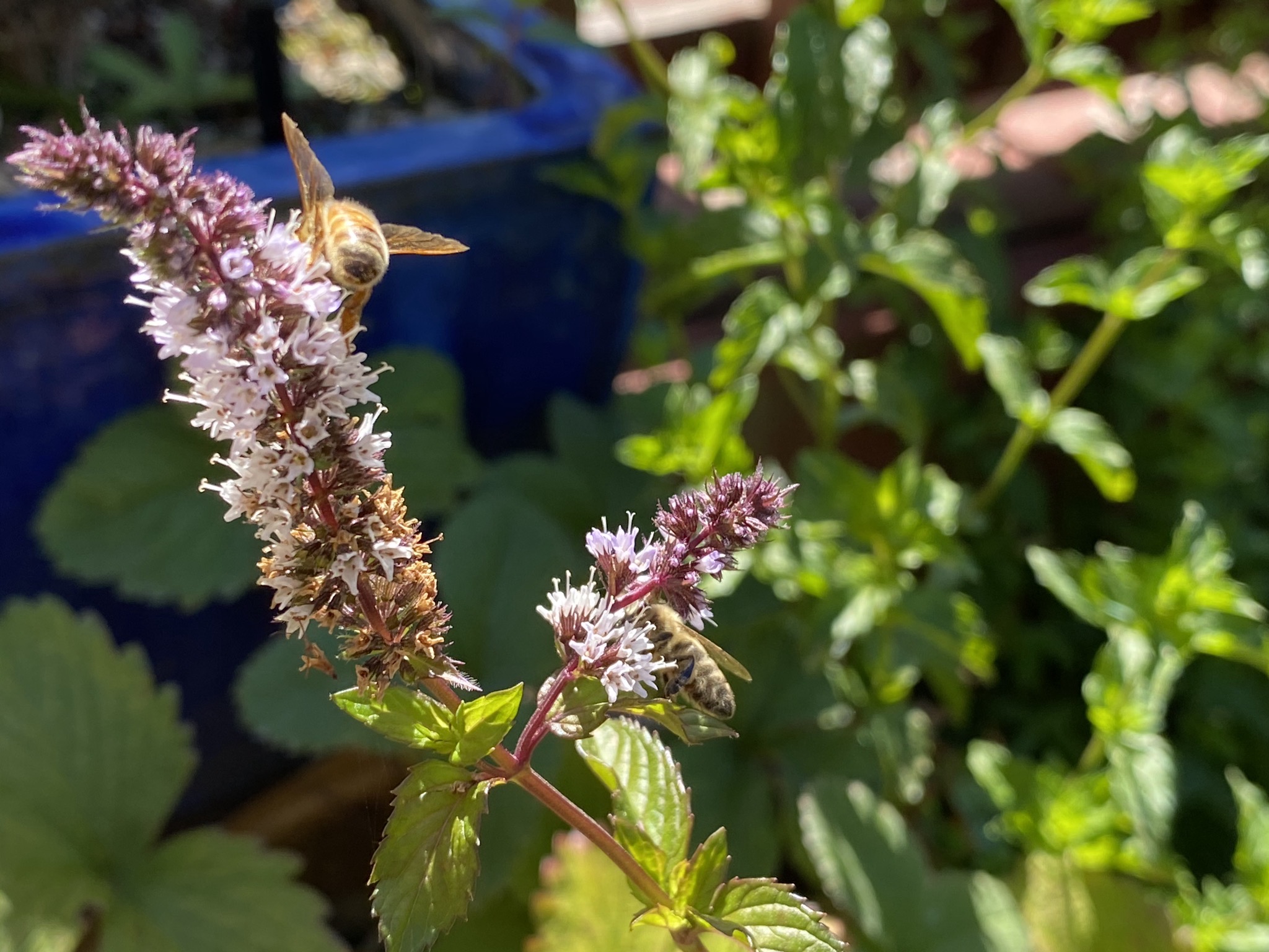 Peppermint and bees