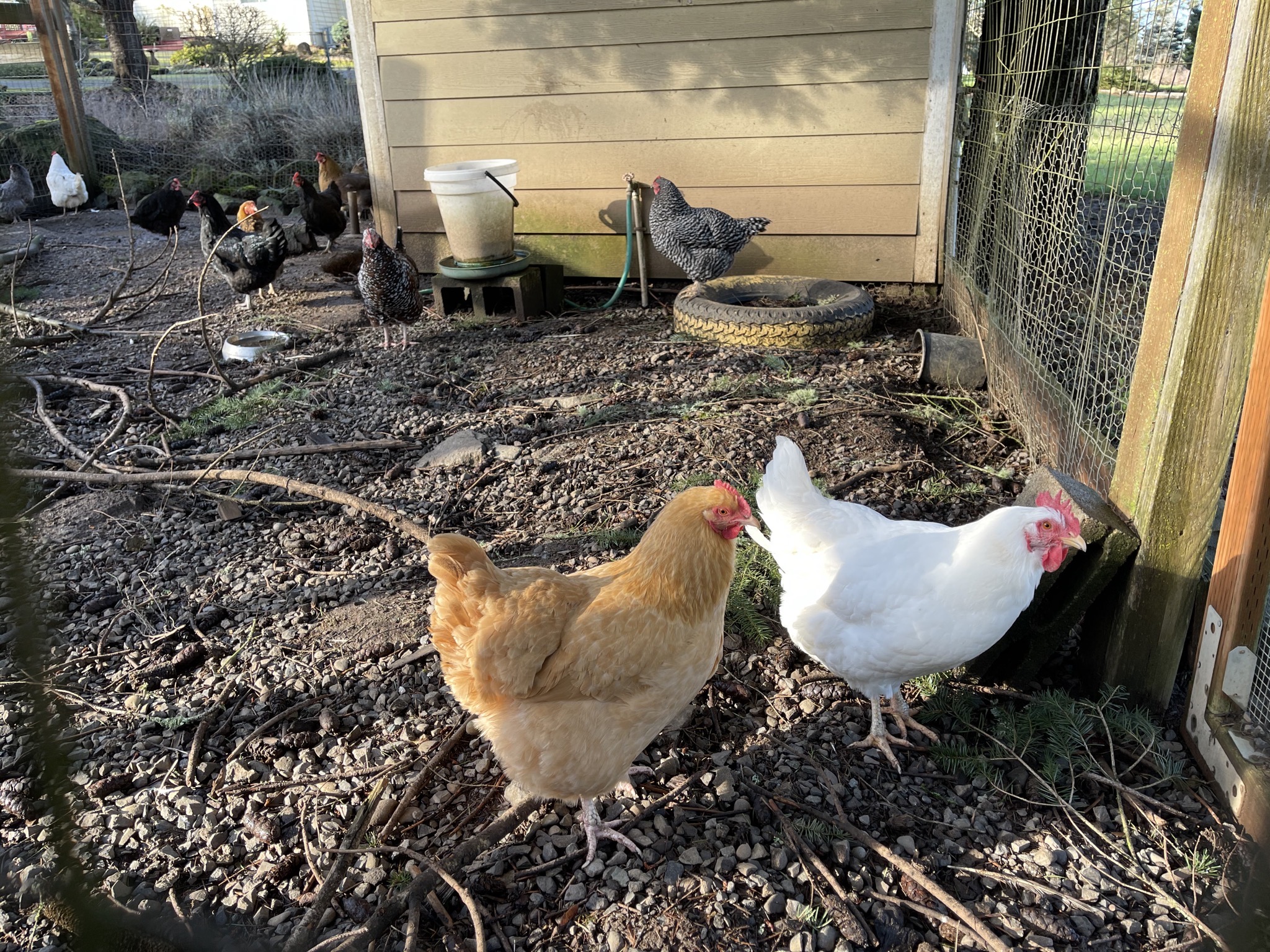 Chickens