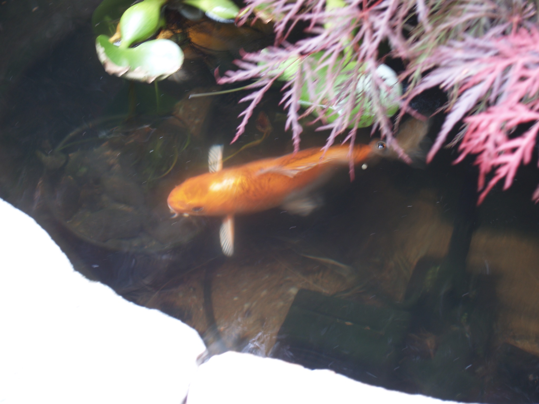 Fish in our pond