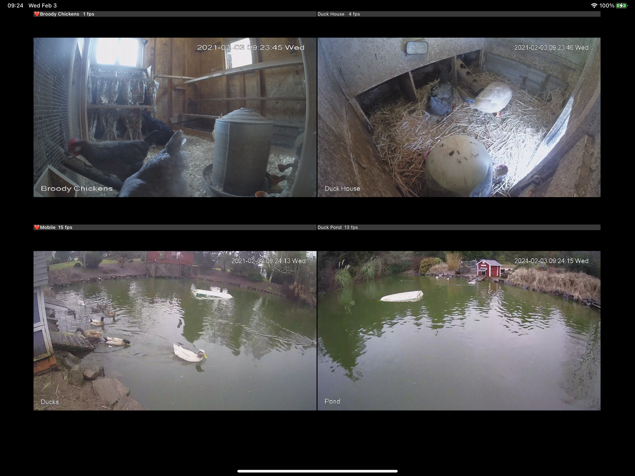 Chickens and ducks on cams