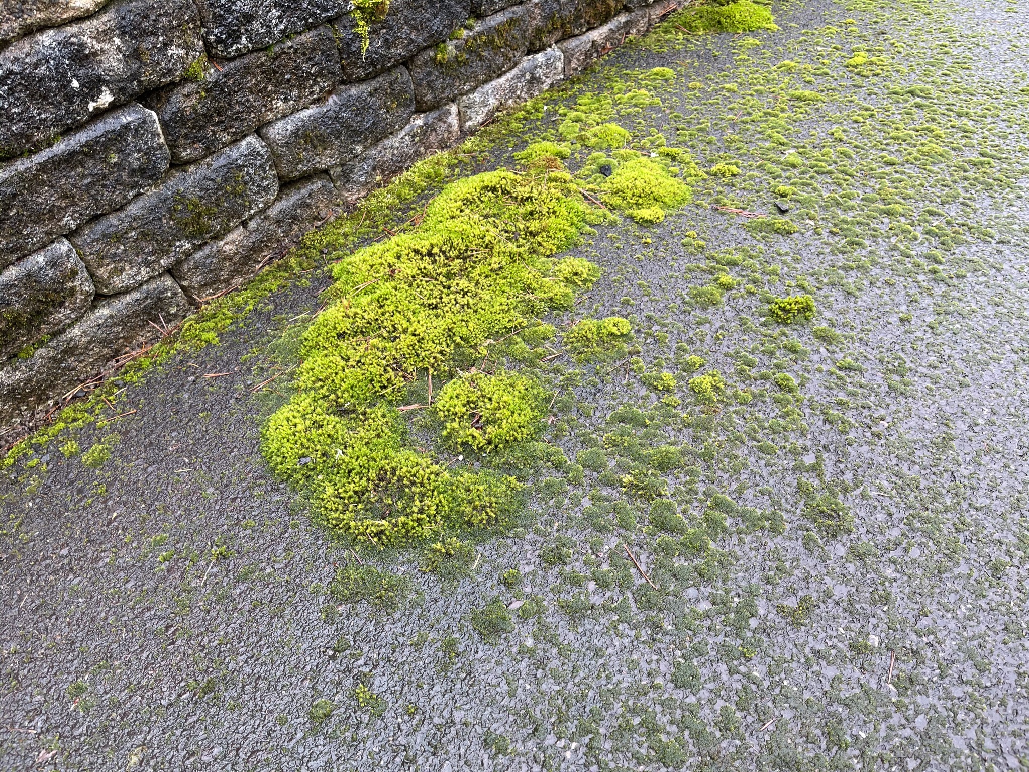 Moss