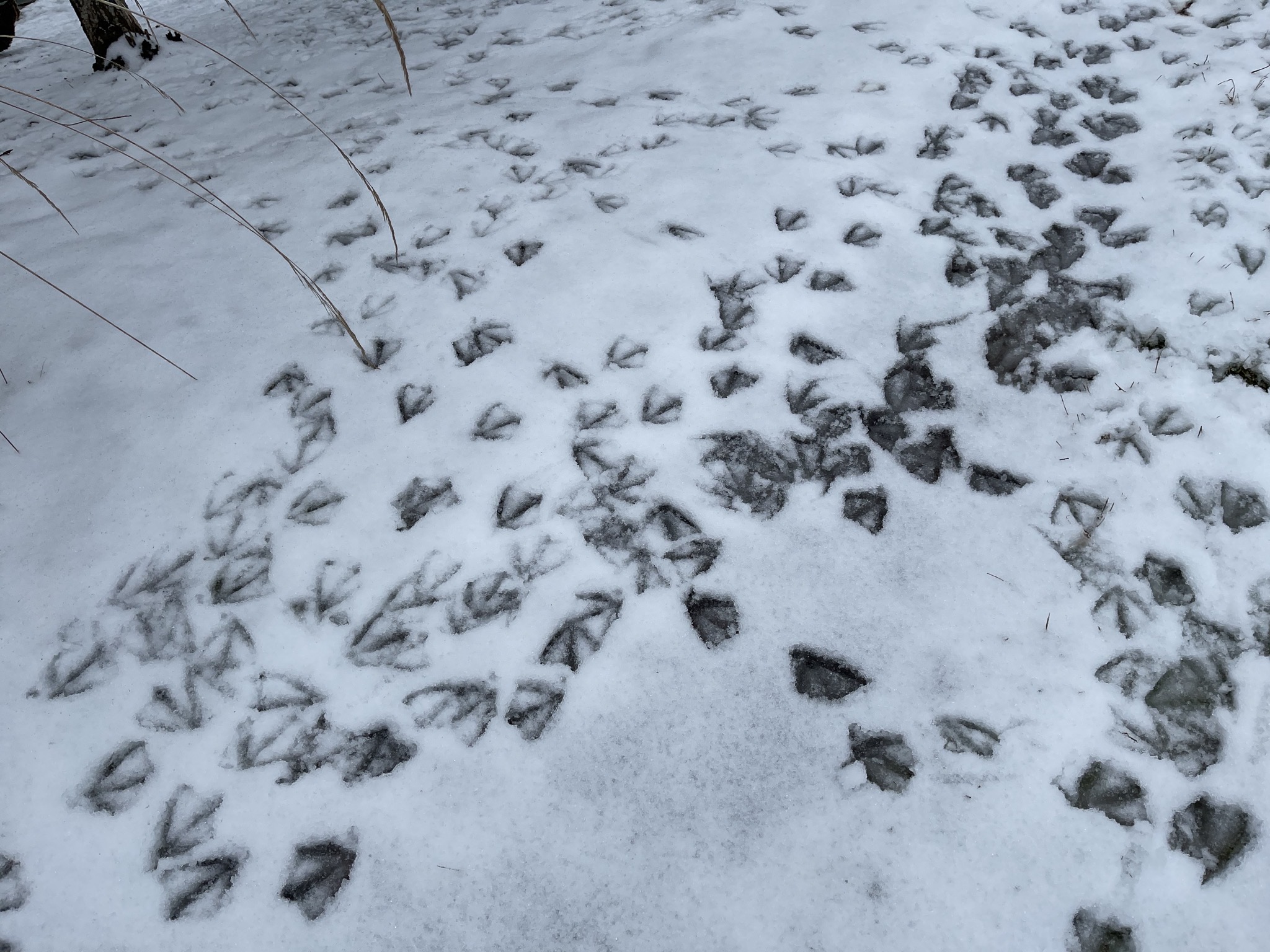 Snowy duck prints