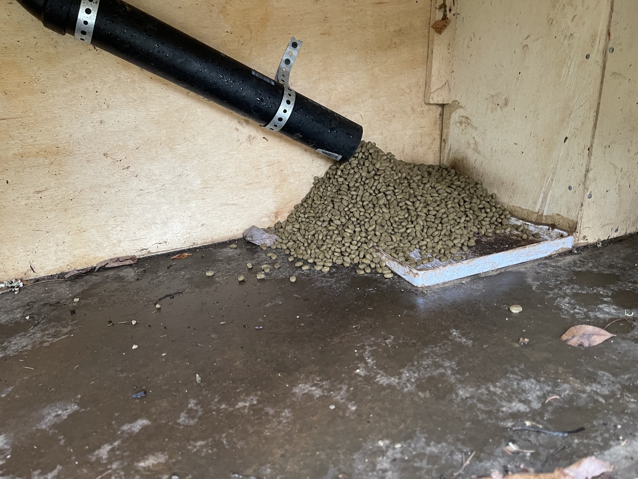Cat food