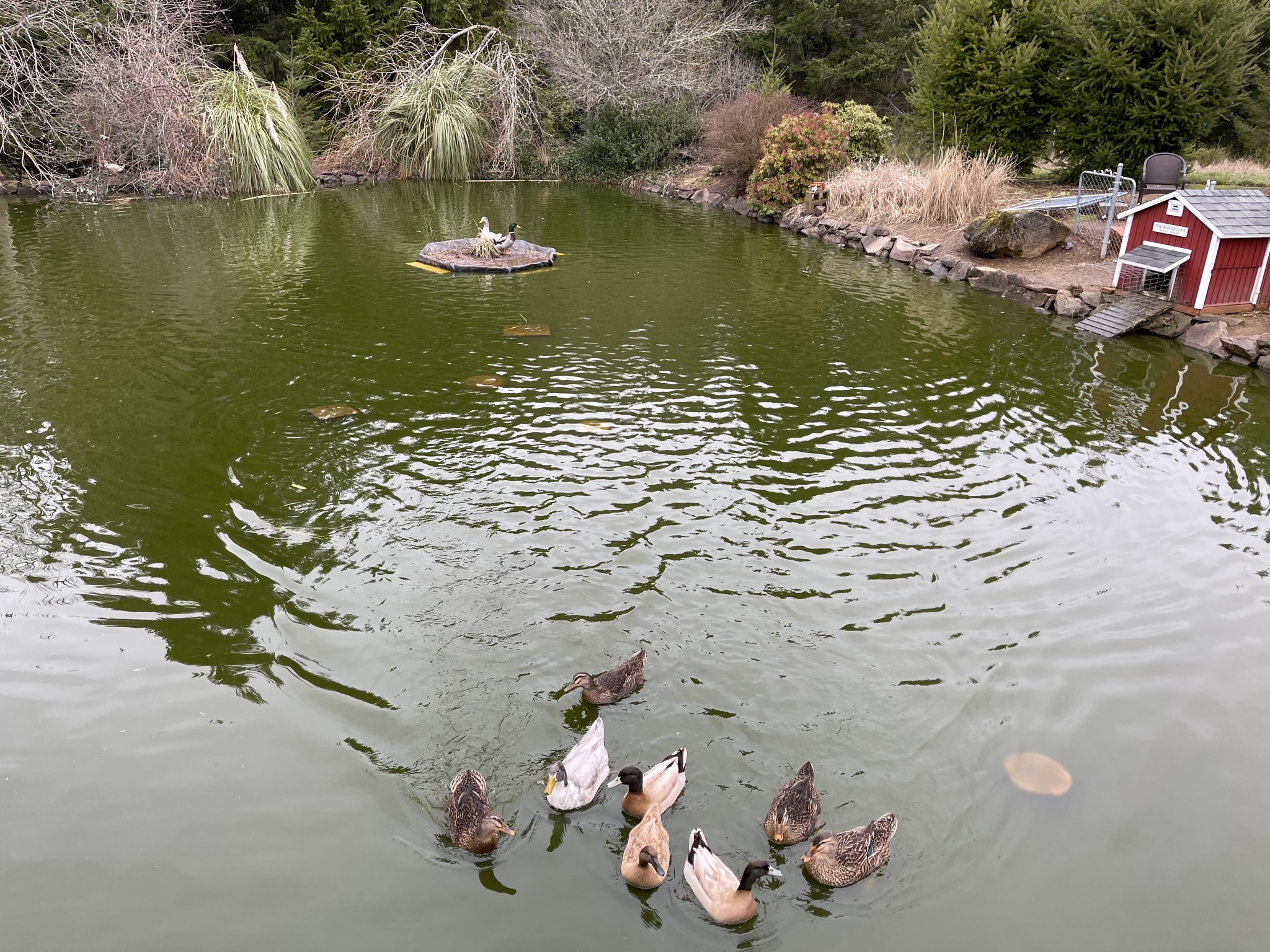 Ducks
