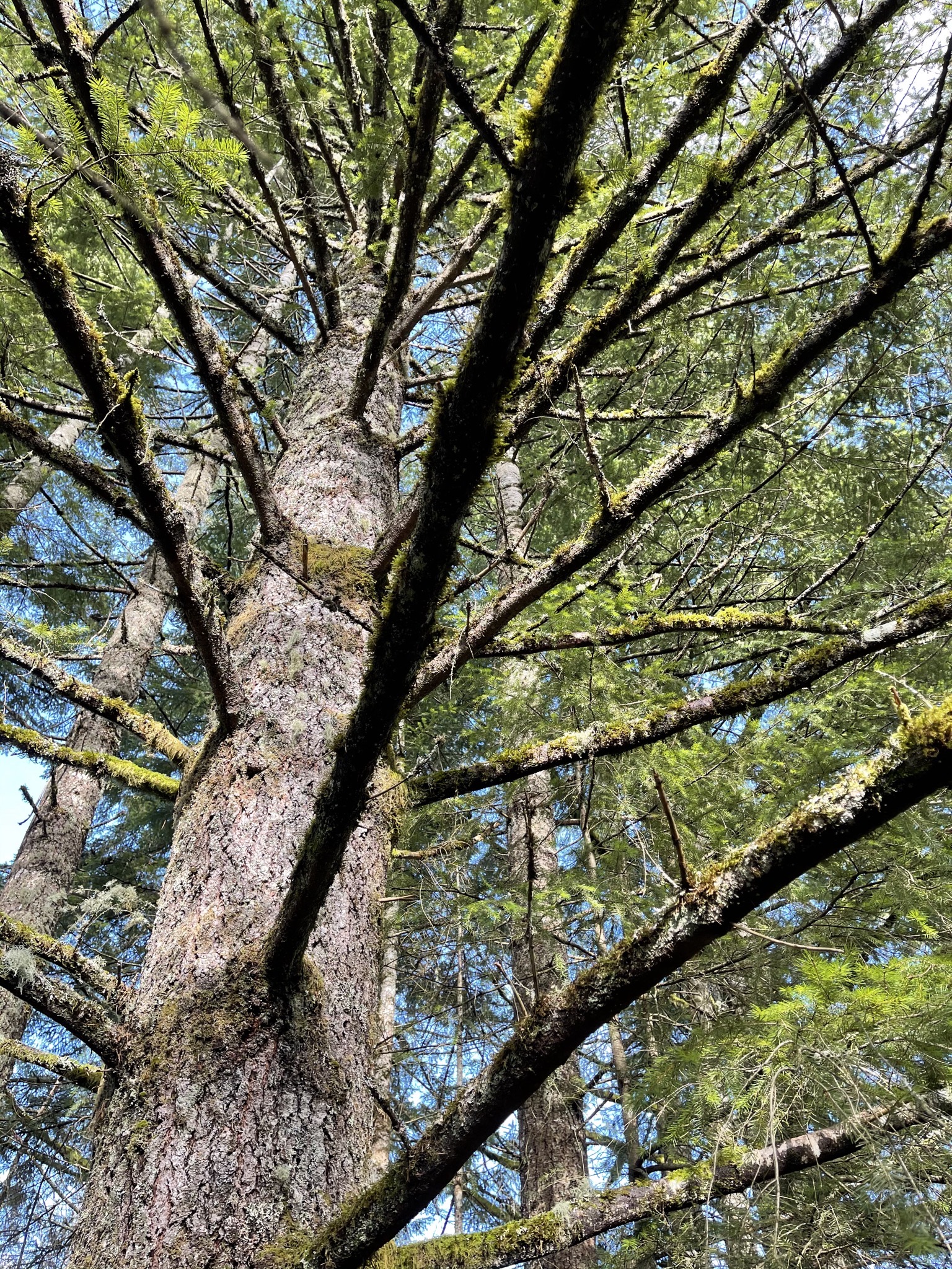 Trees