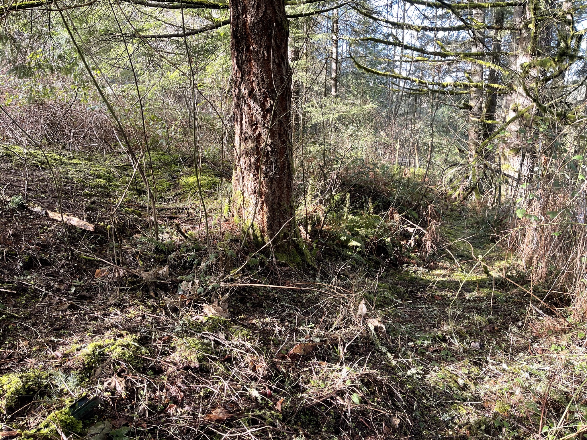Trees