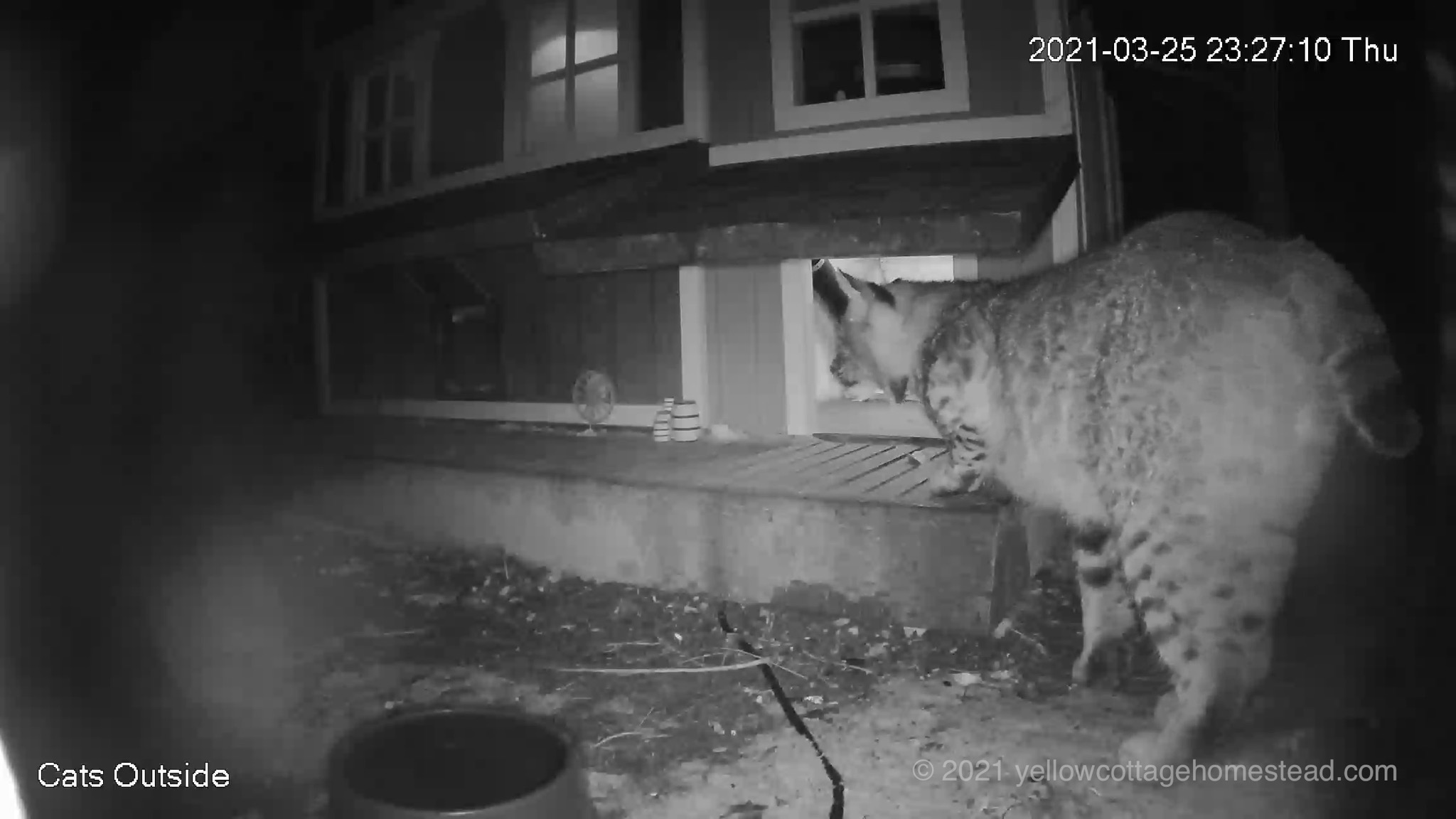Bobcat