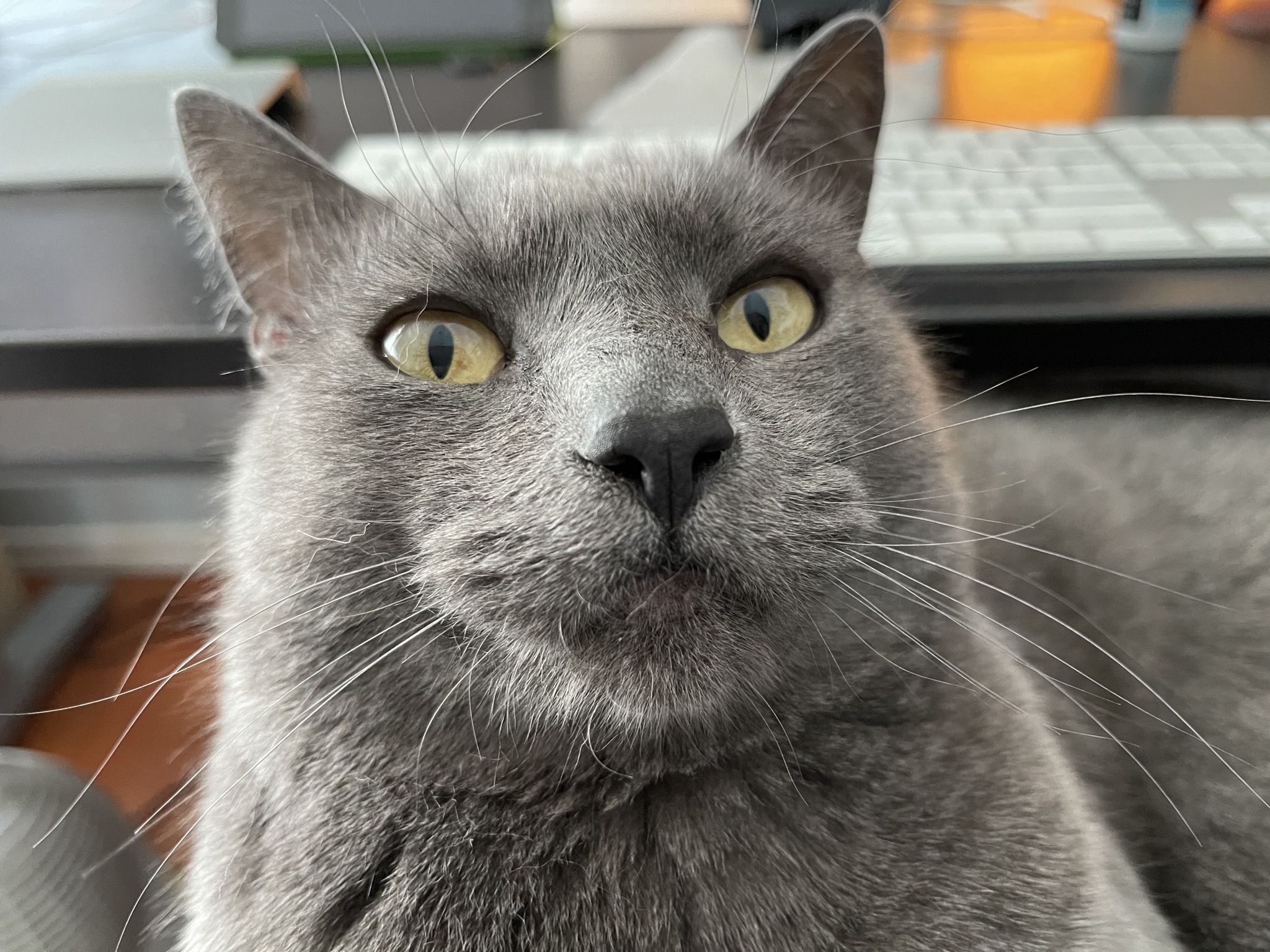 Paladin