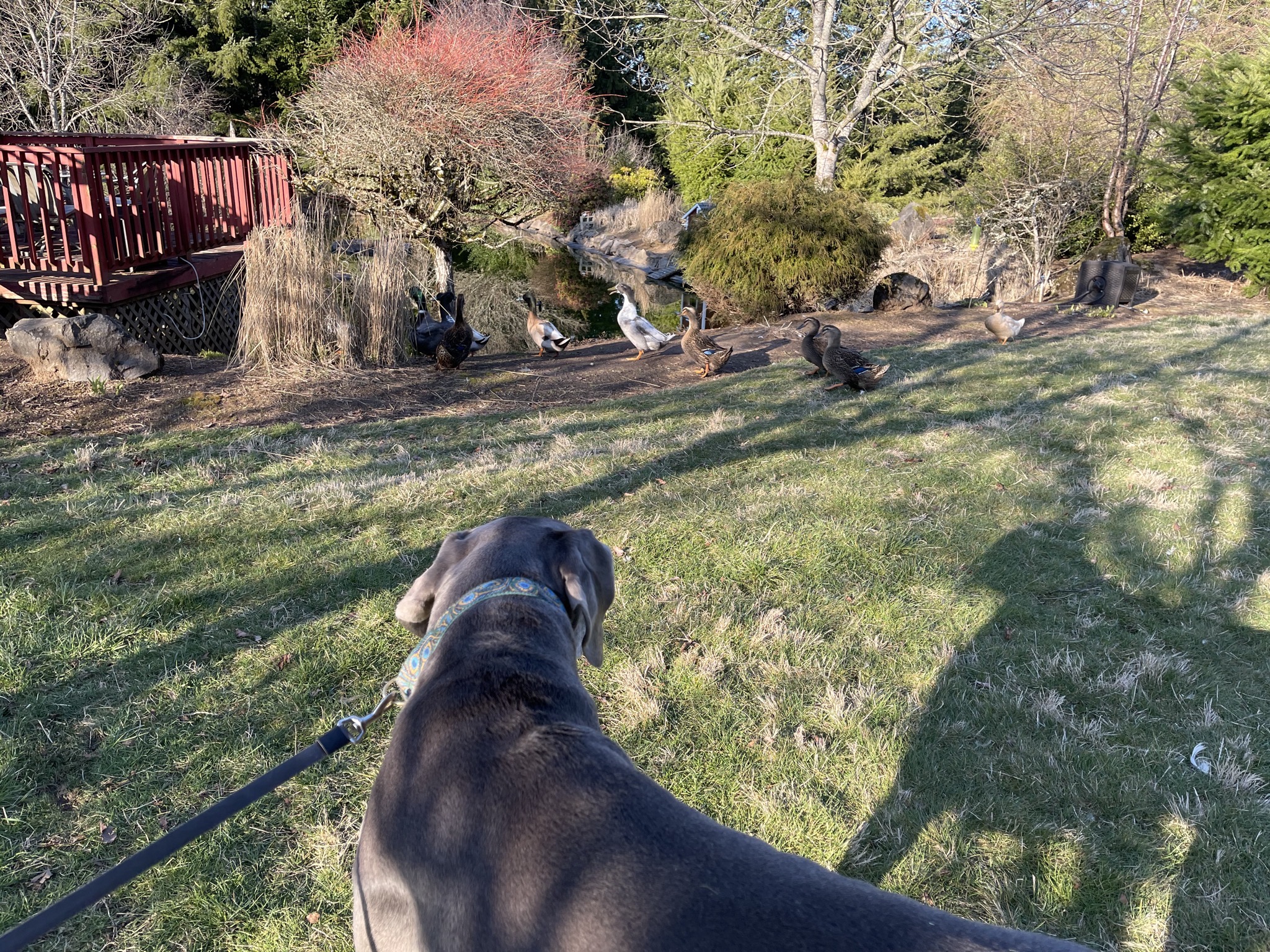 Ducks and dog