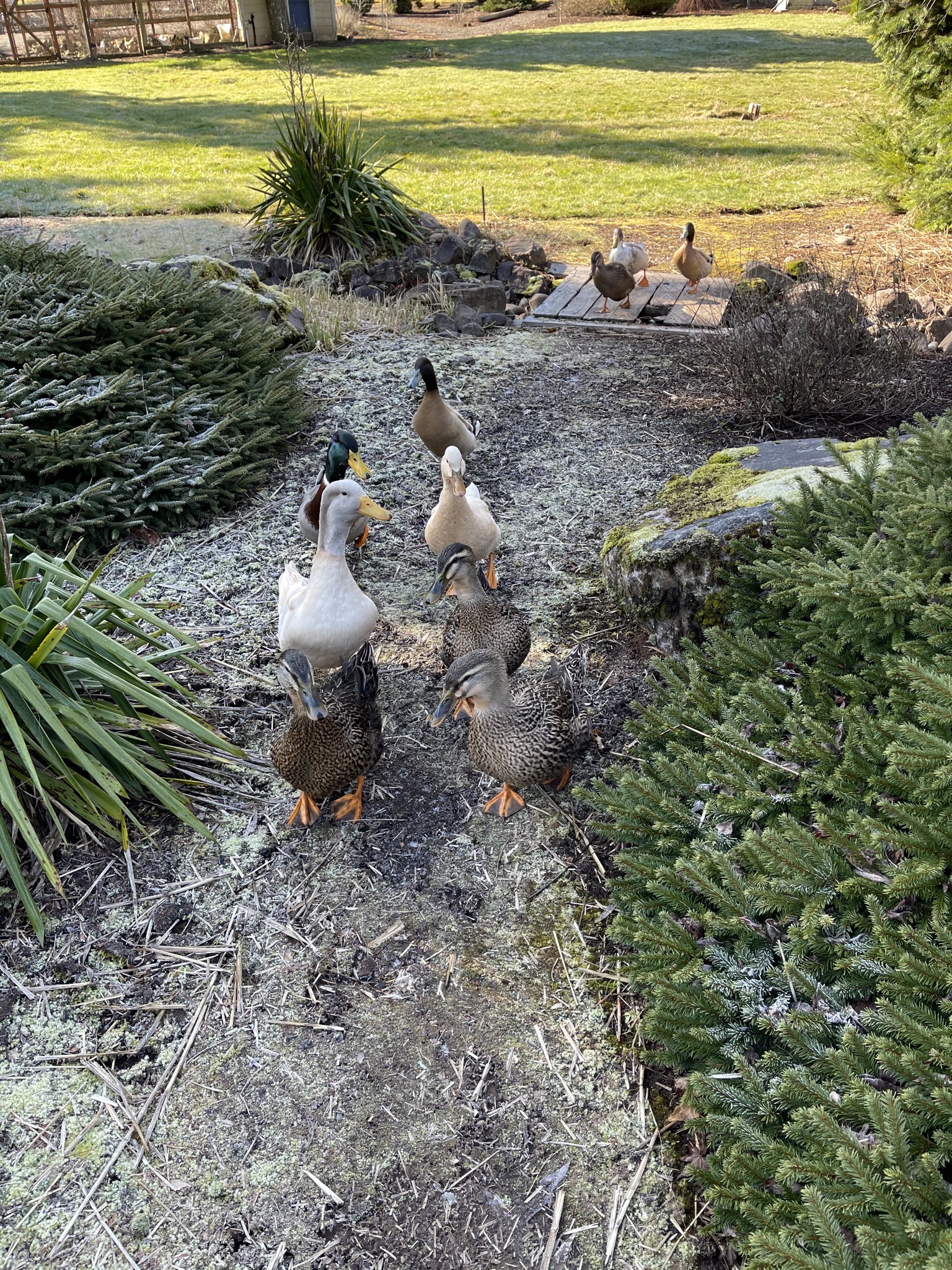 Ducks following me down the path
