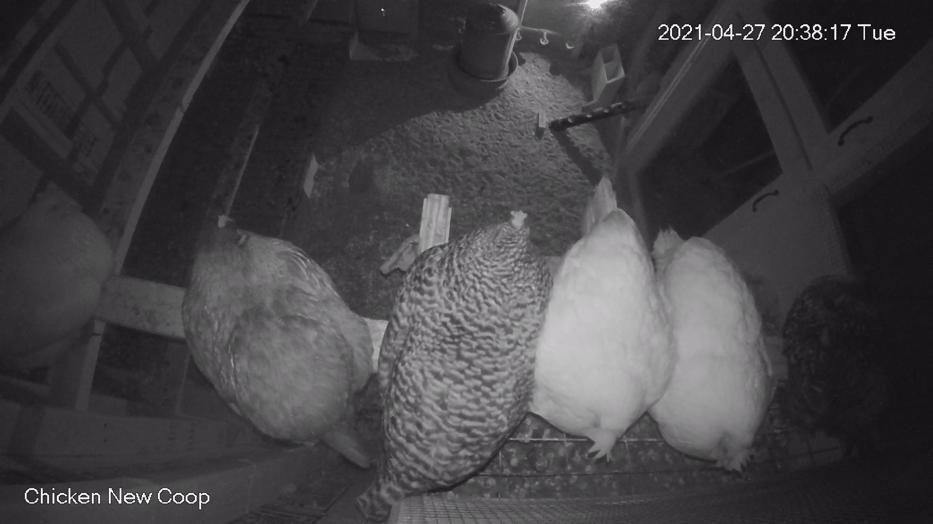 Chickens roosting