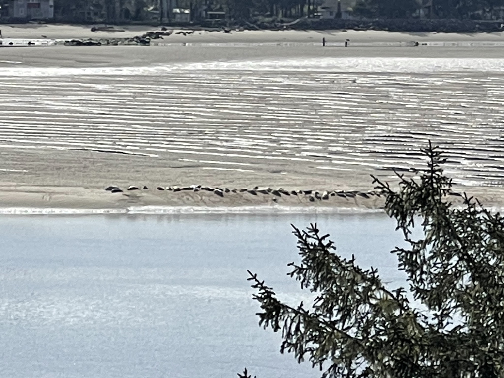 Seals