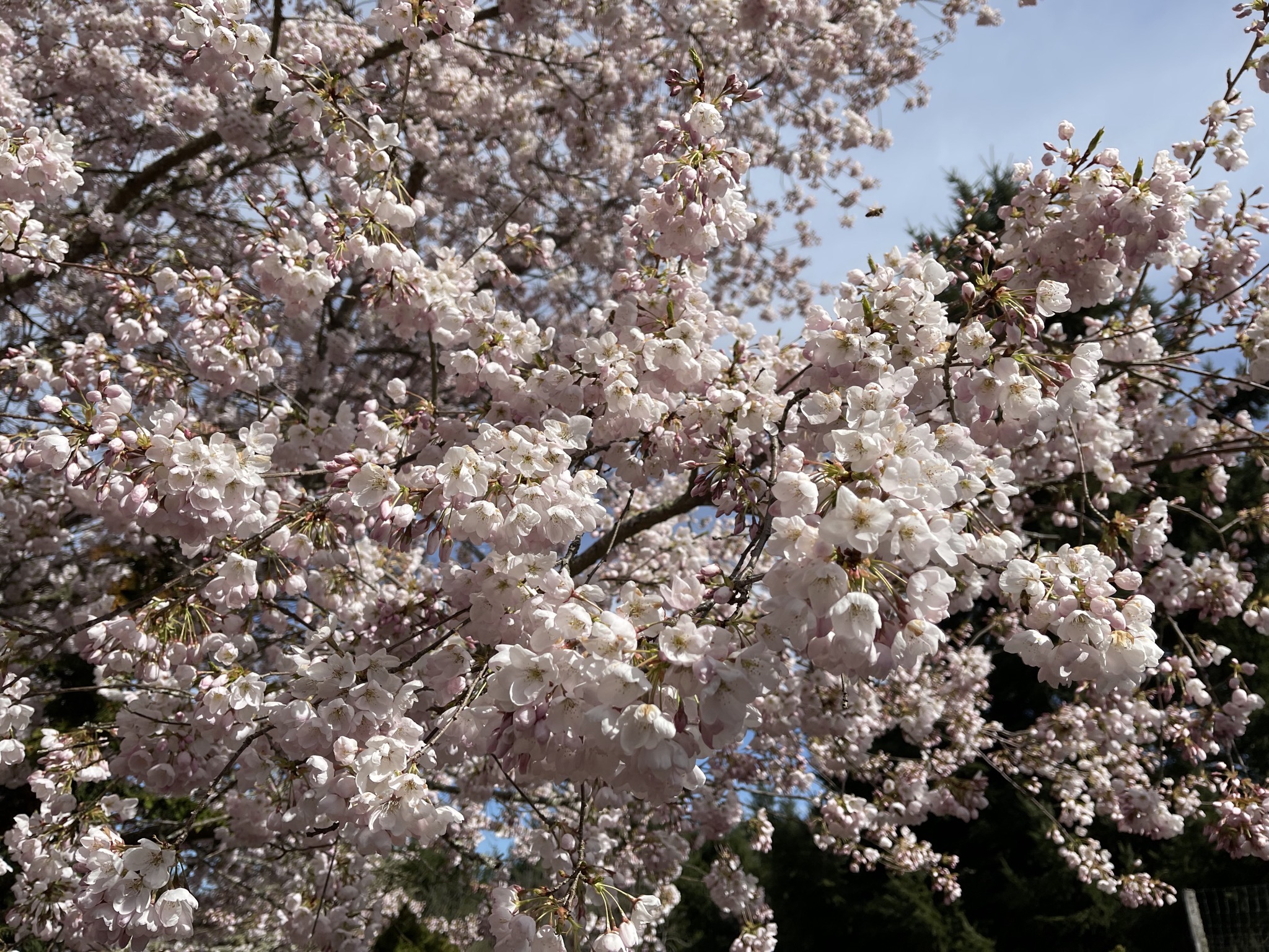 Flowering tree