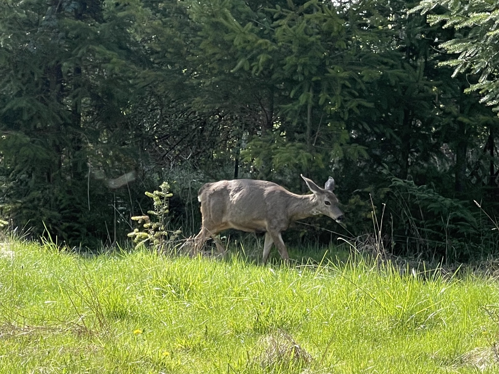 Deer
