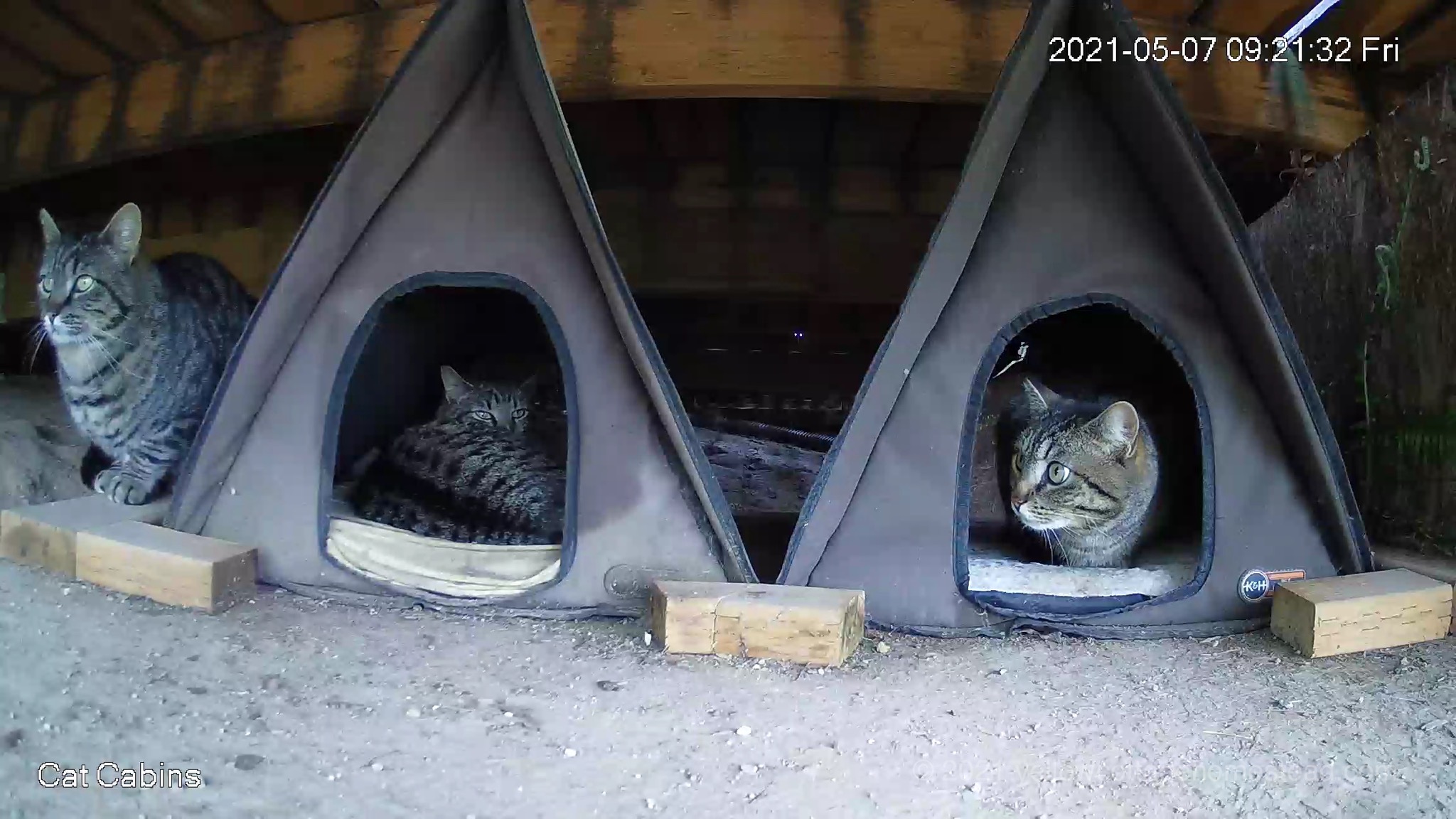 Three cats