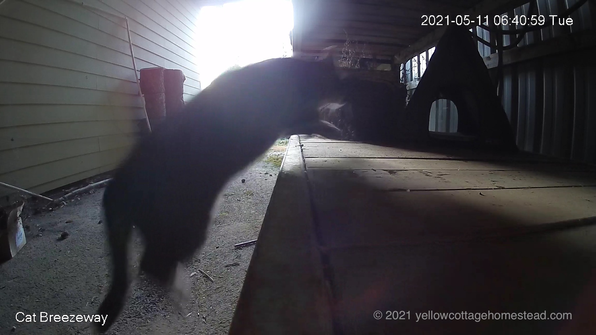 Spud jumping up to his cabin