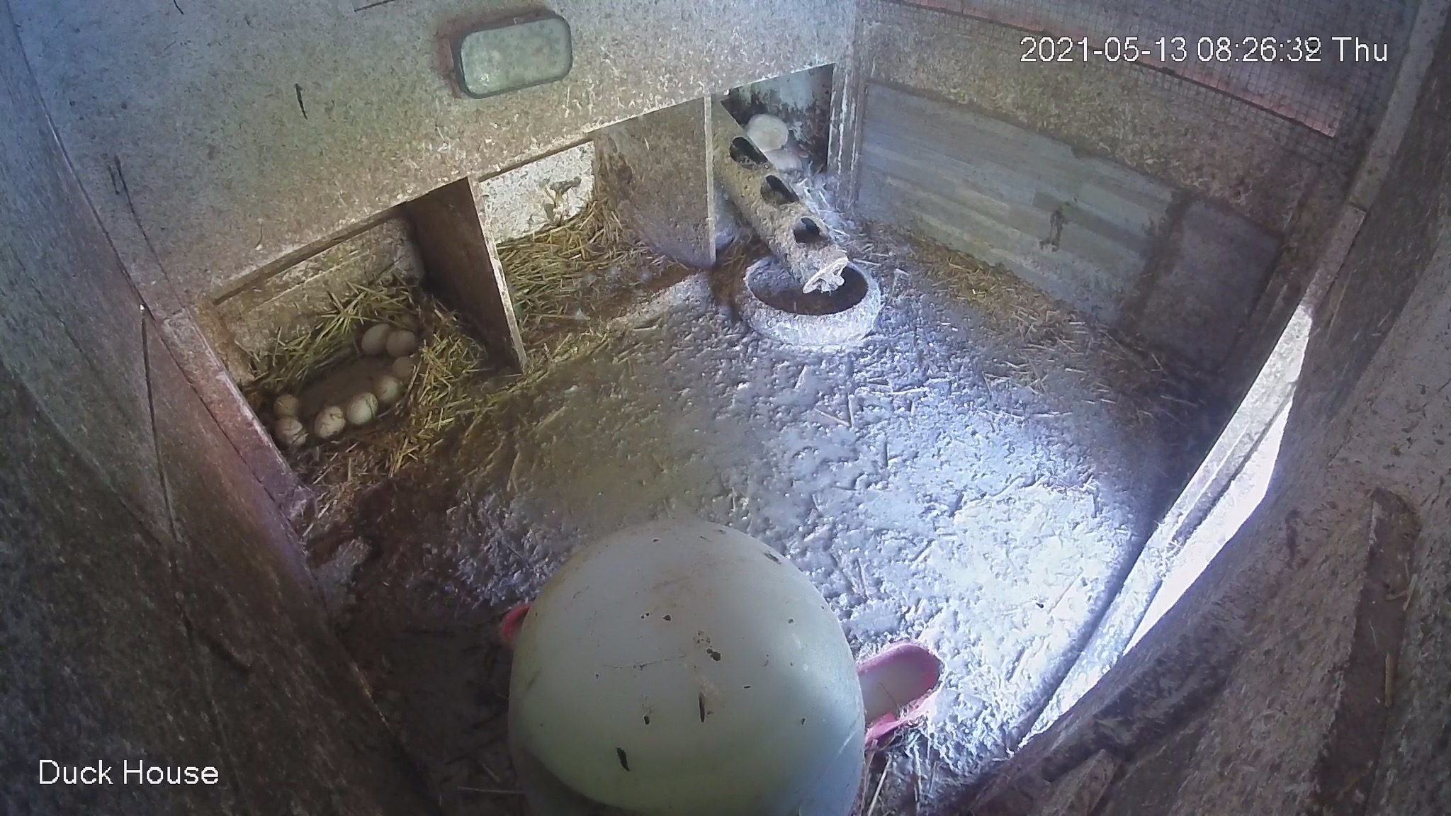 Duck eggs and nesting