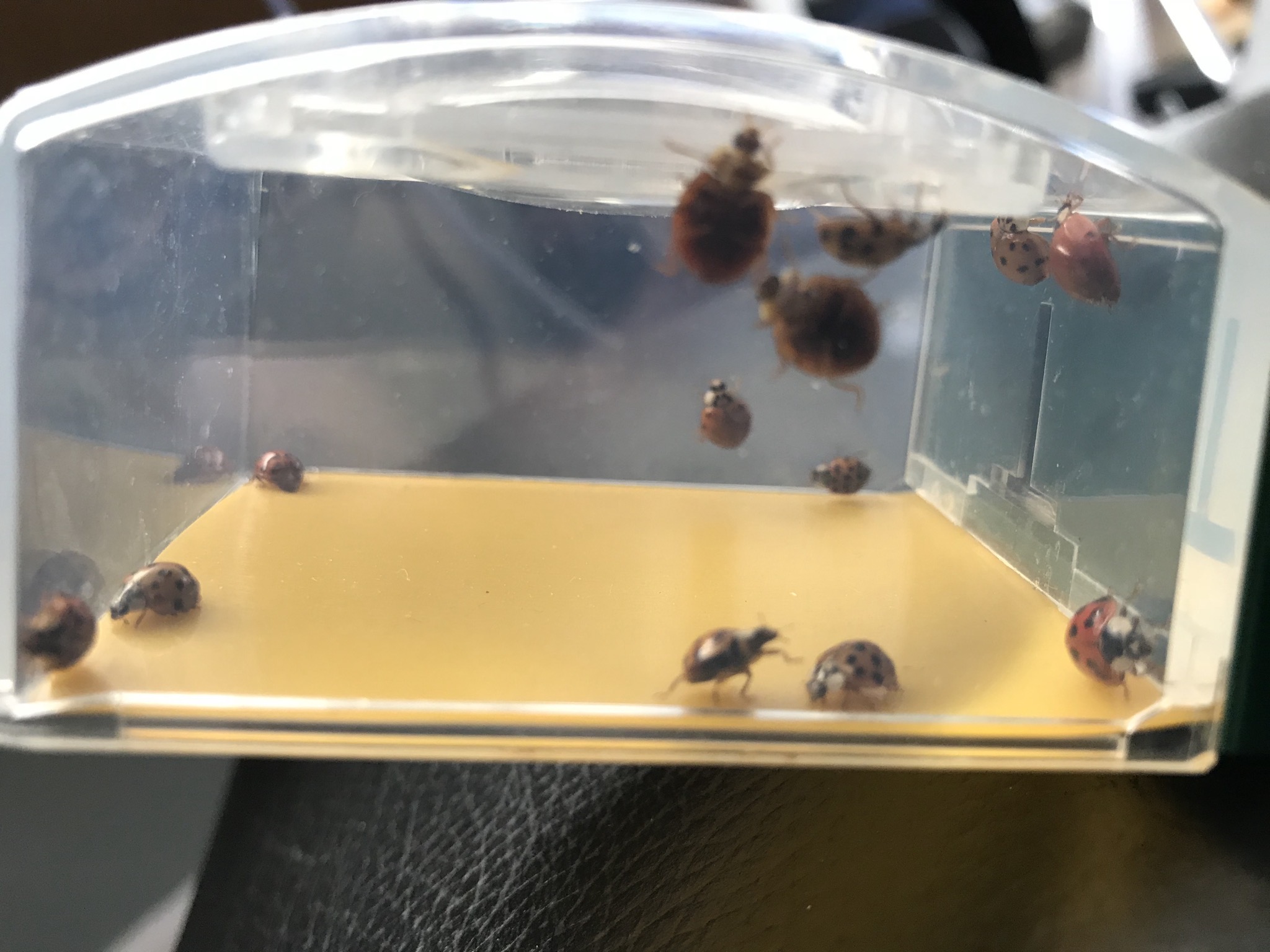 Ladybugs