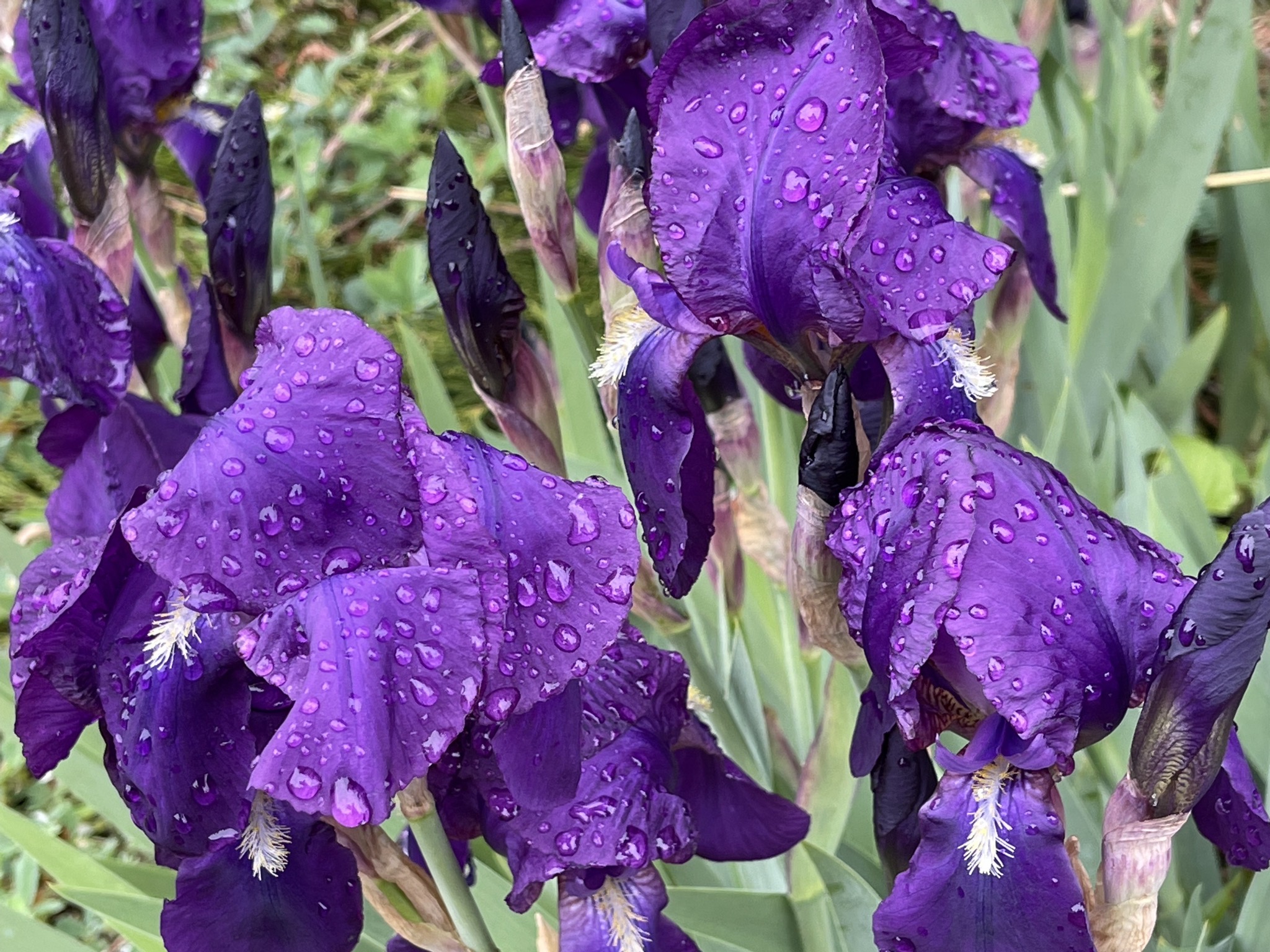 Purple irises