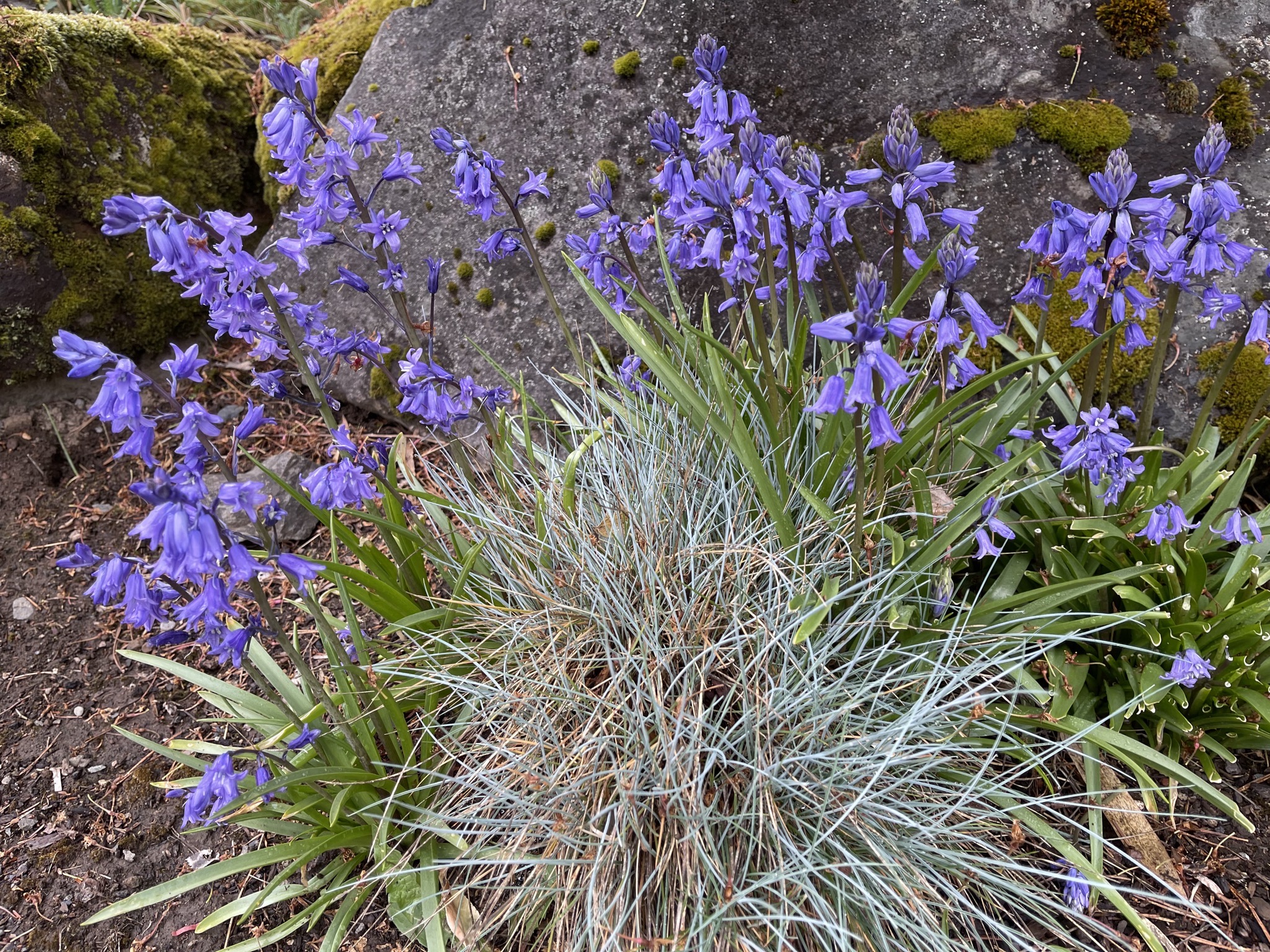 Bluebells
