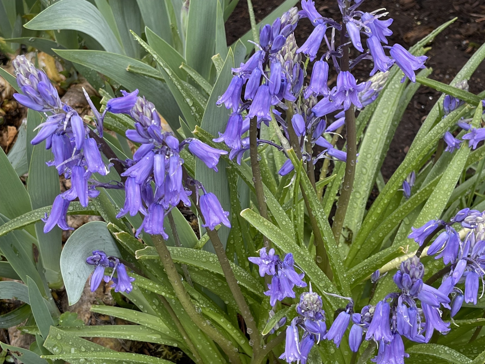 Bluebells