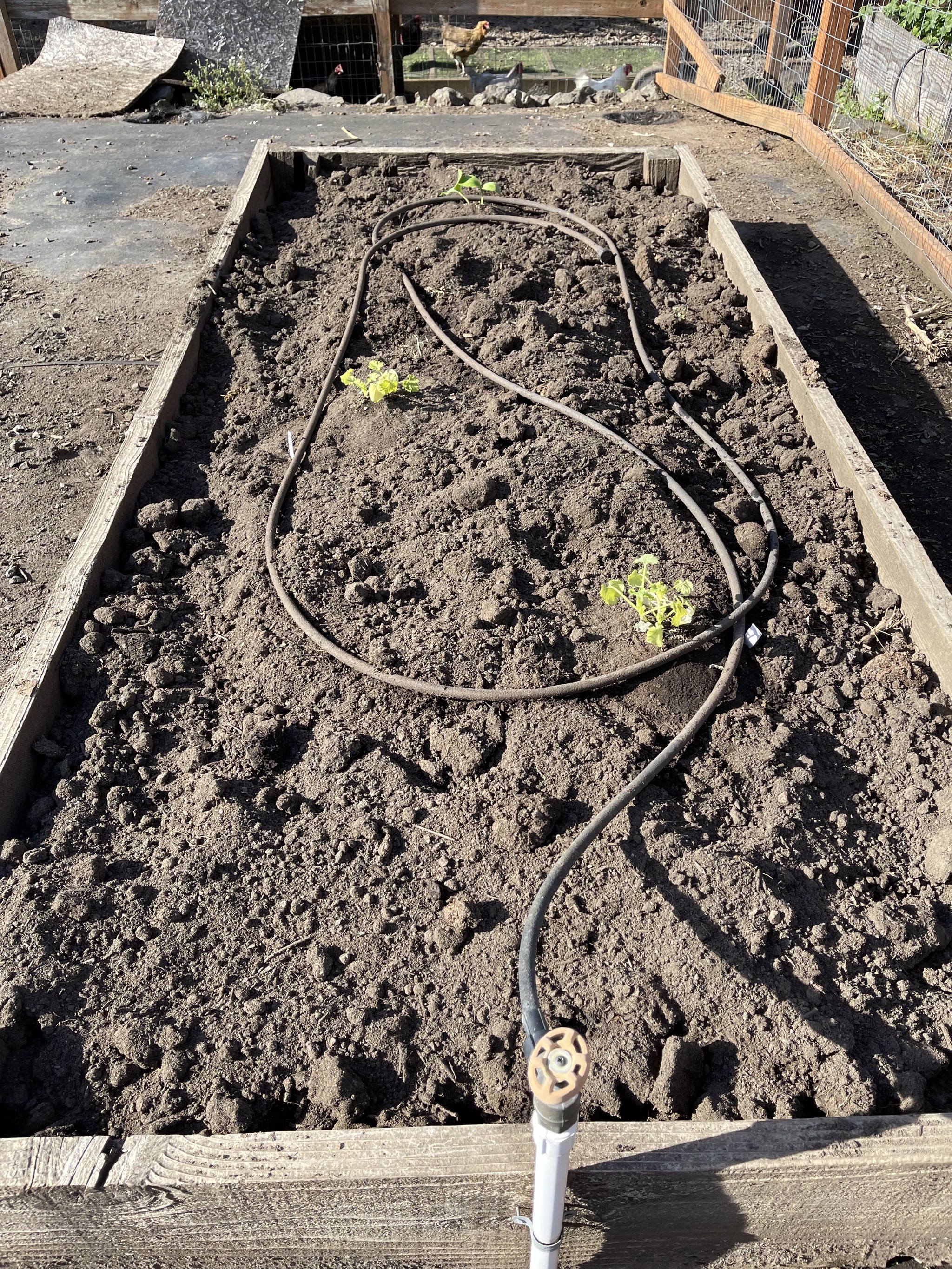 Pumpkin and zucchini