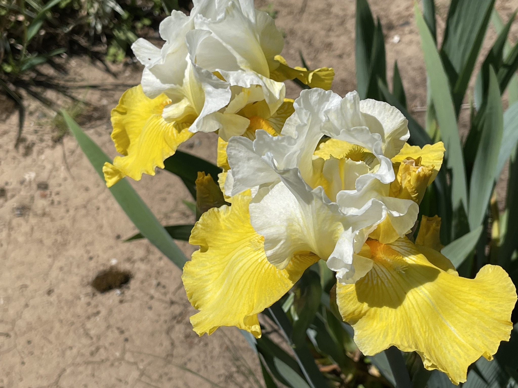 Irises