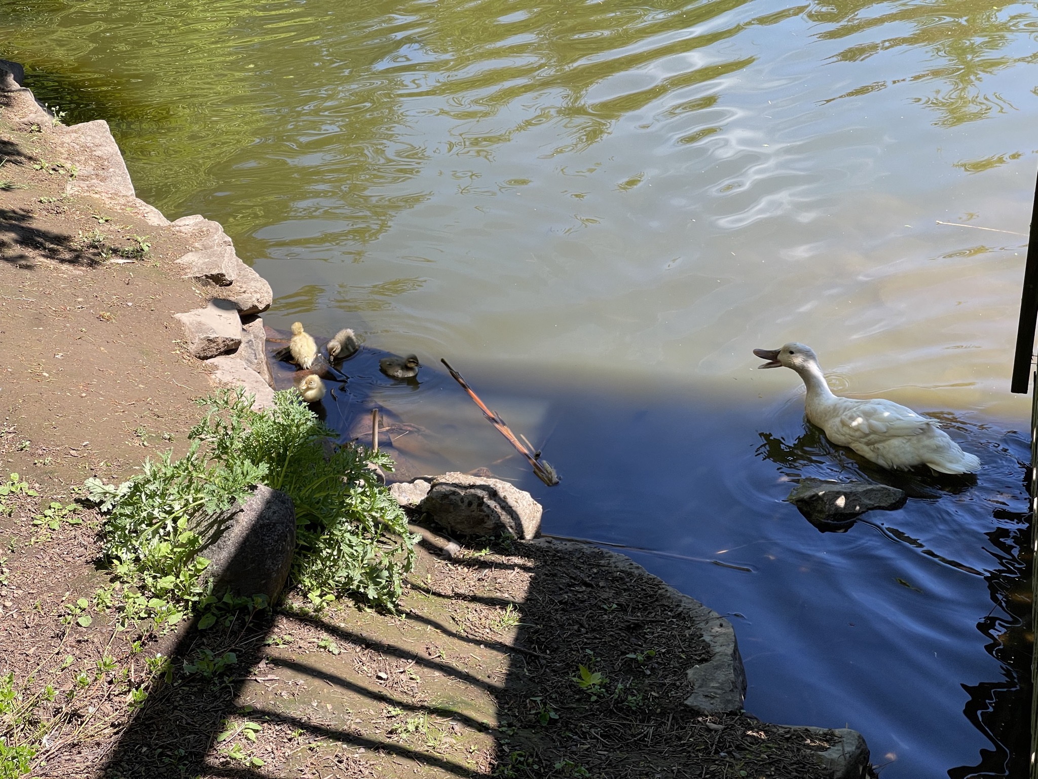 Betty and ducklings