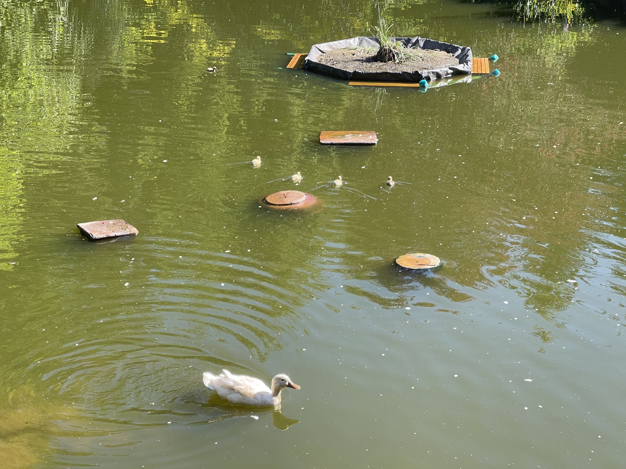 Betty and ducklings