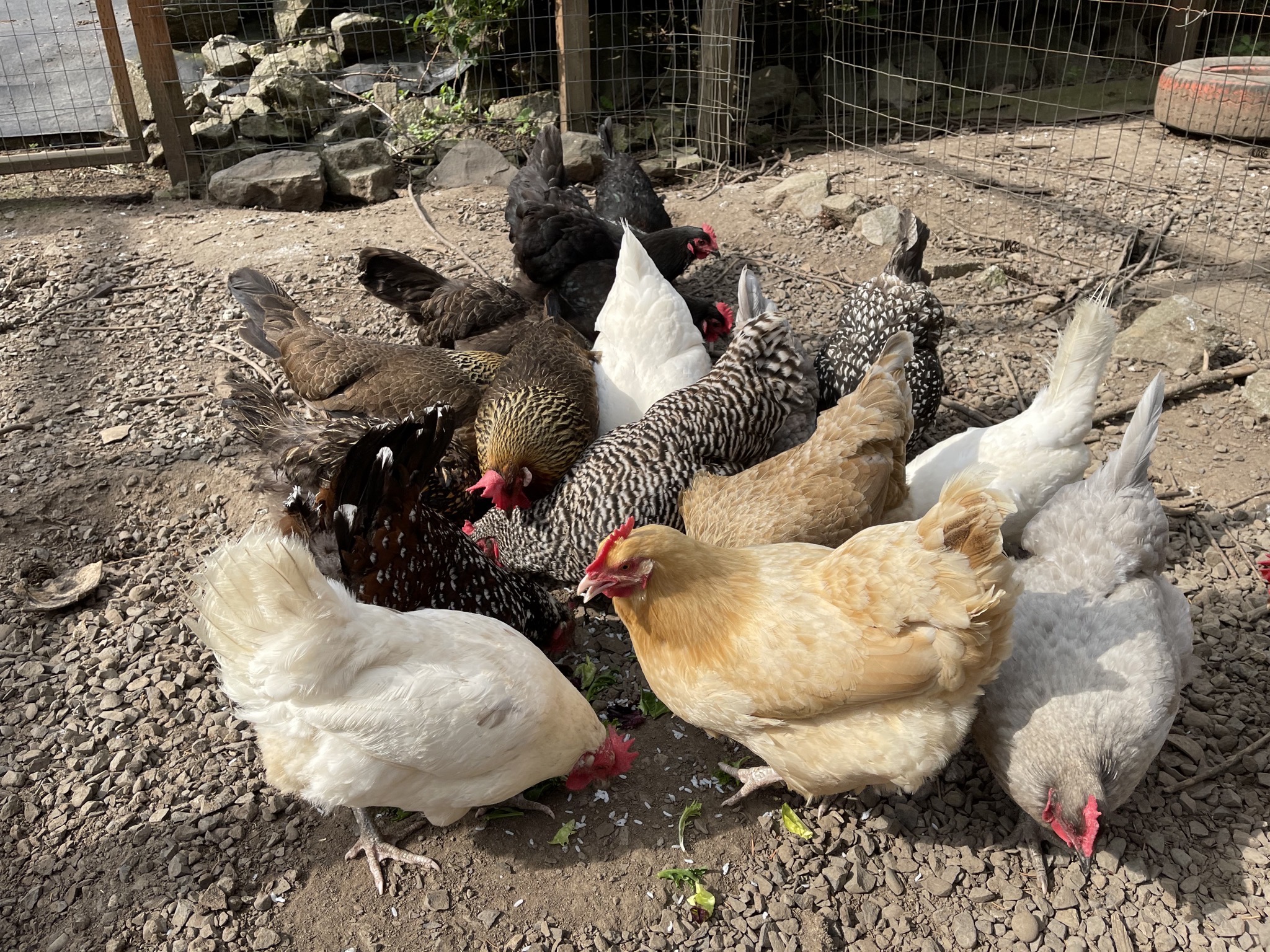 Chickens