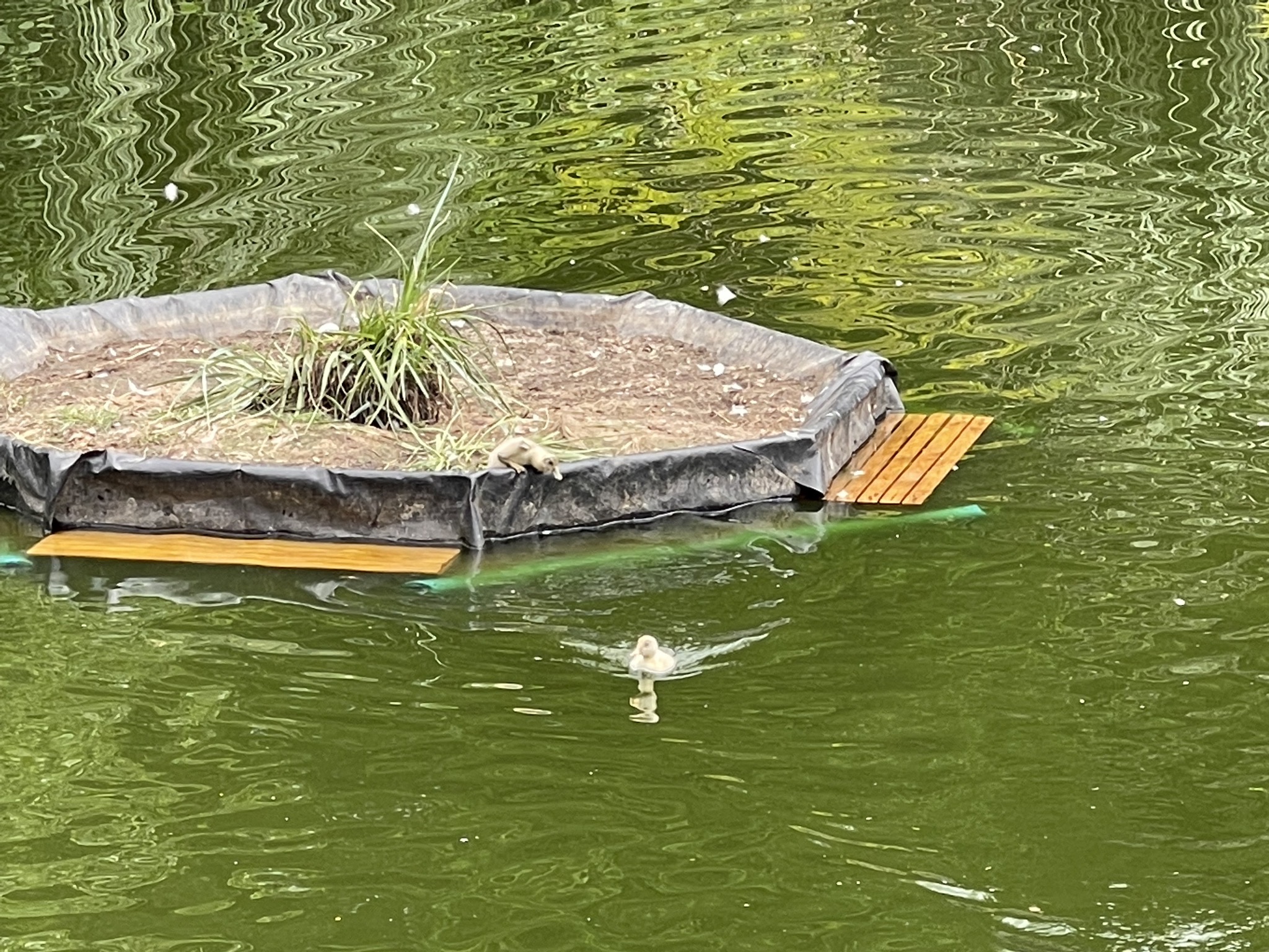 Ducklings