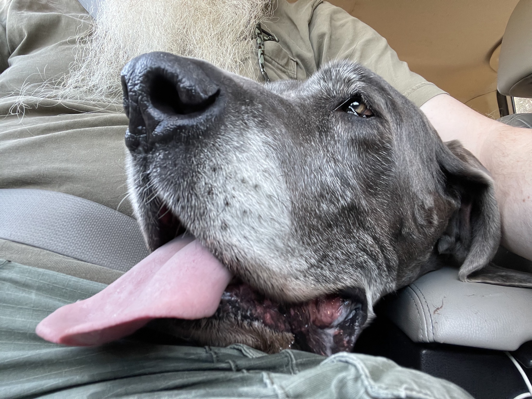 Rory slobbering my shorts