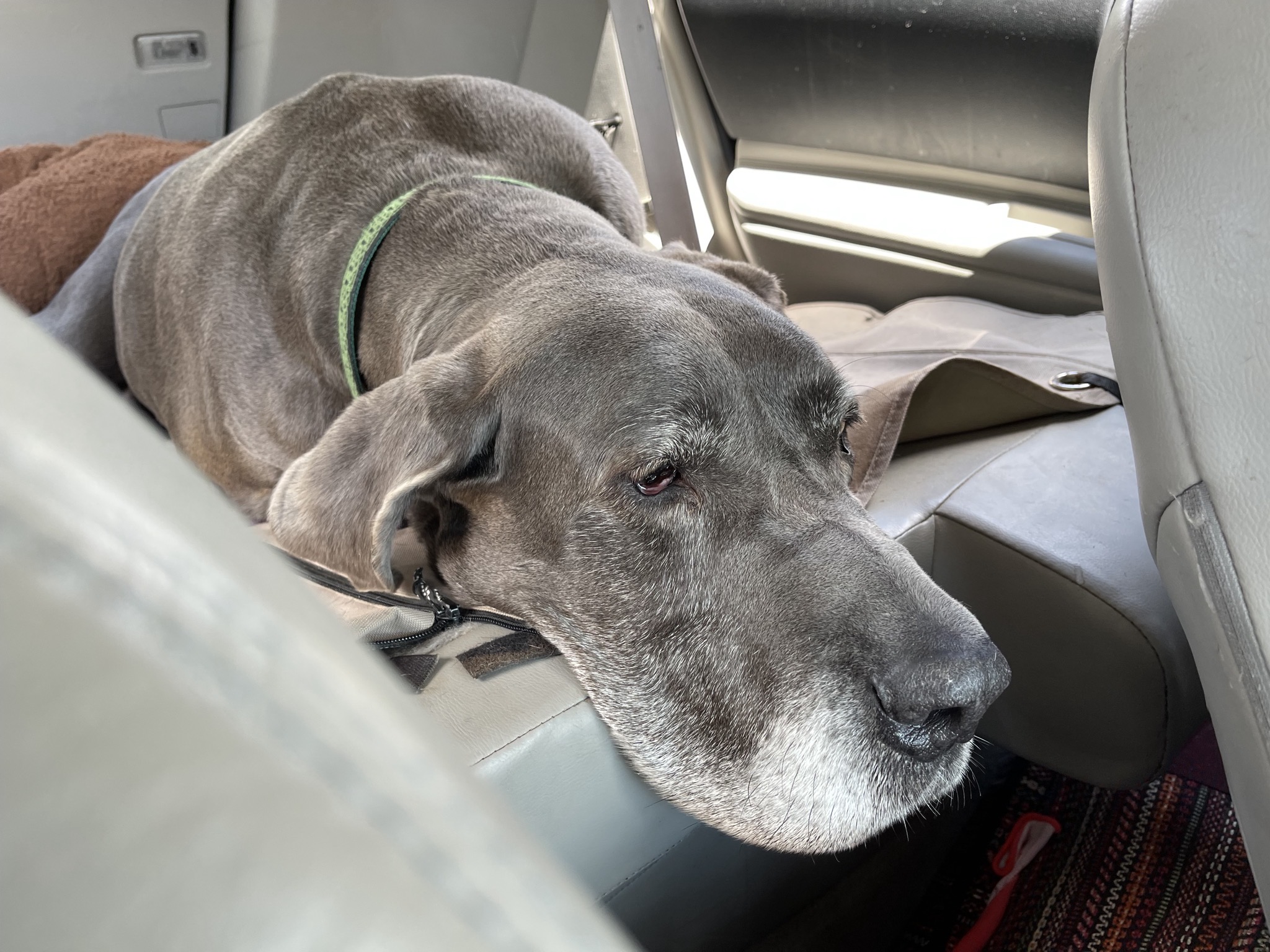 Rory in the car