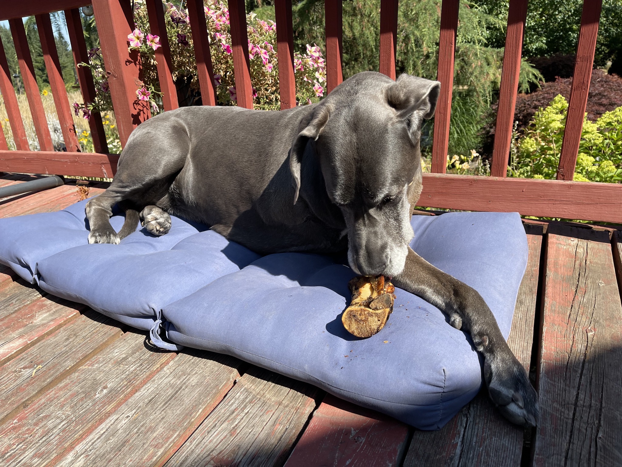 Rory with a bone treat