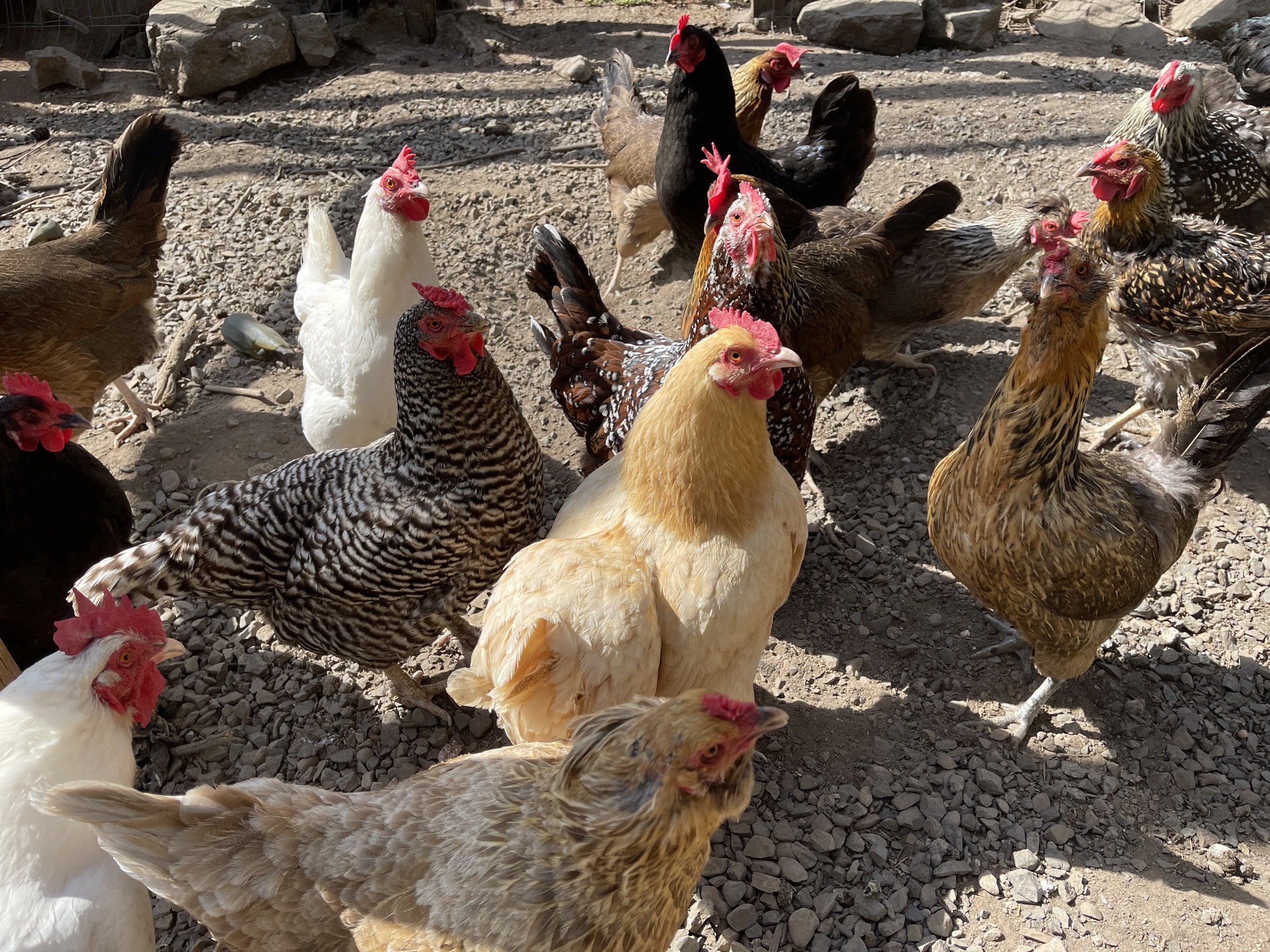Chickens