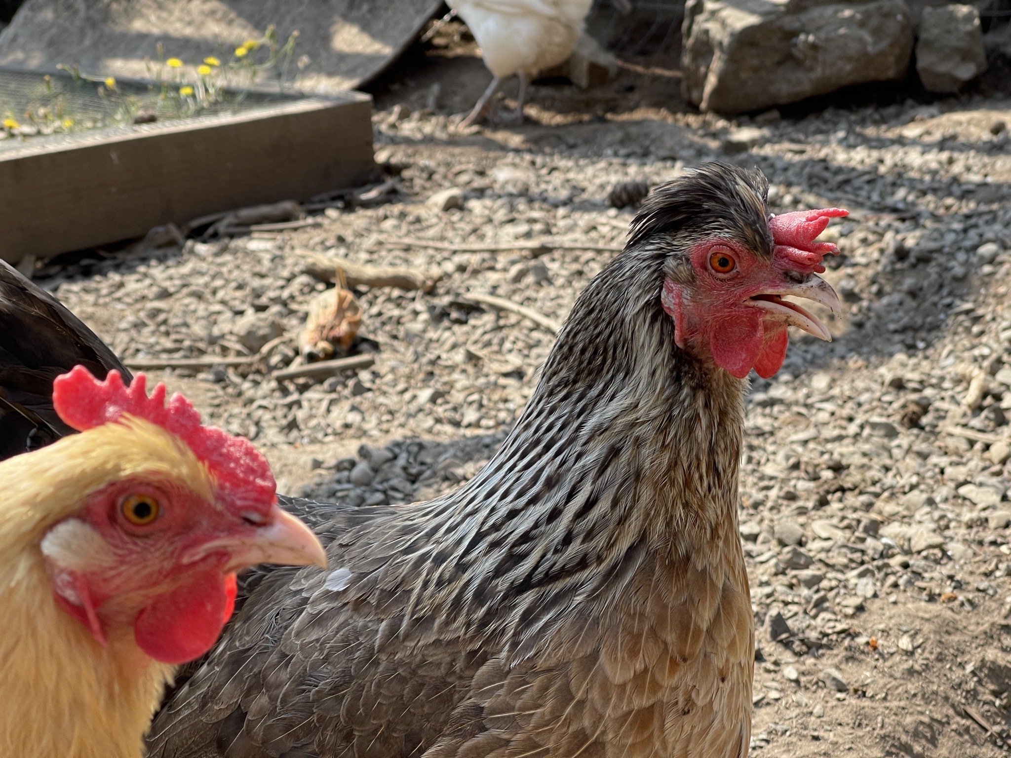 Chickens