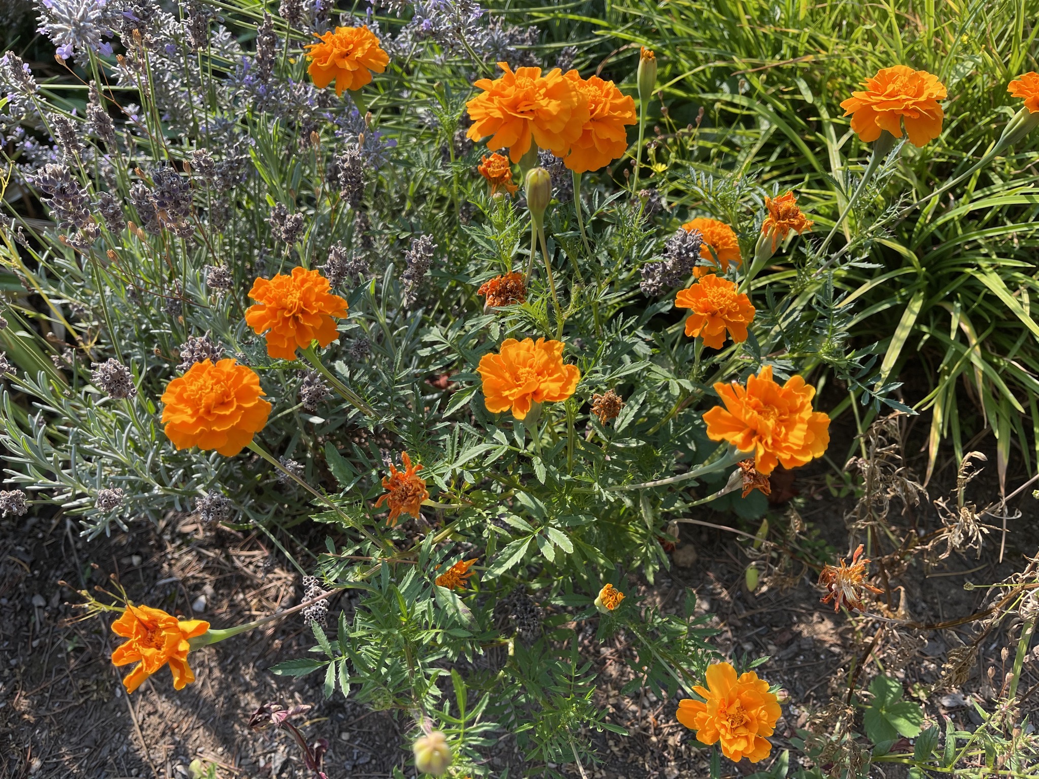Marigolds
