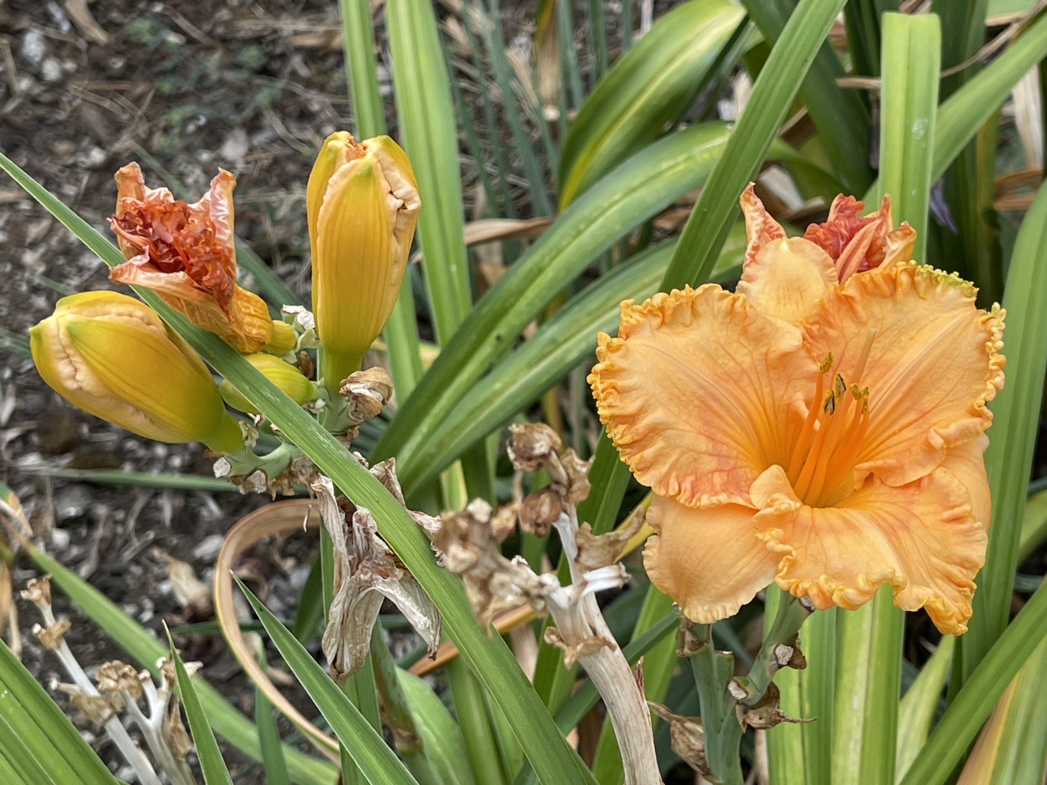 Day lilies