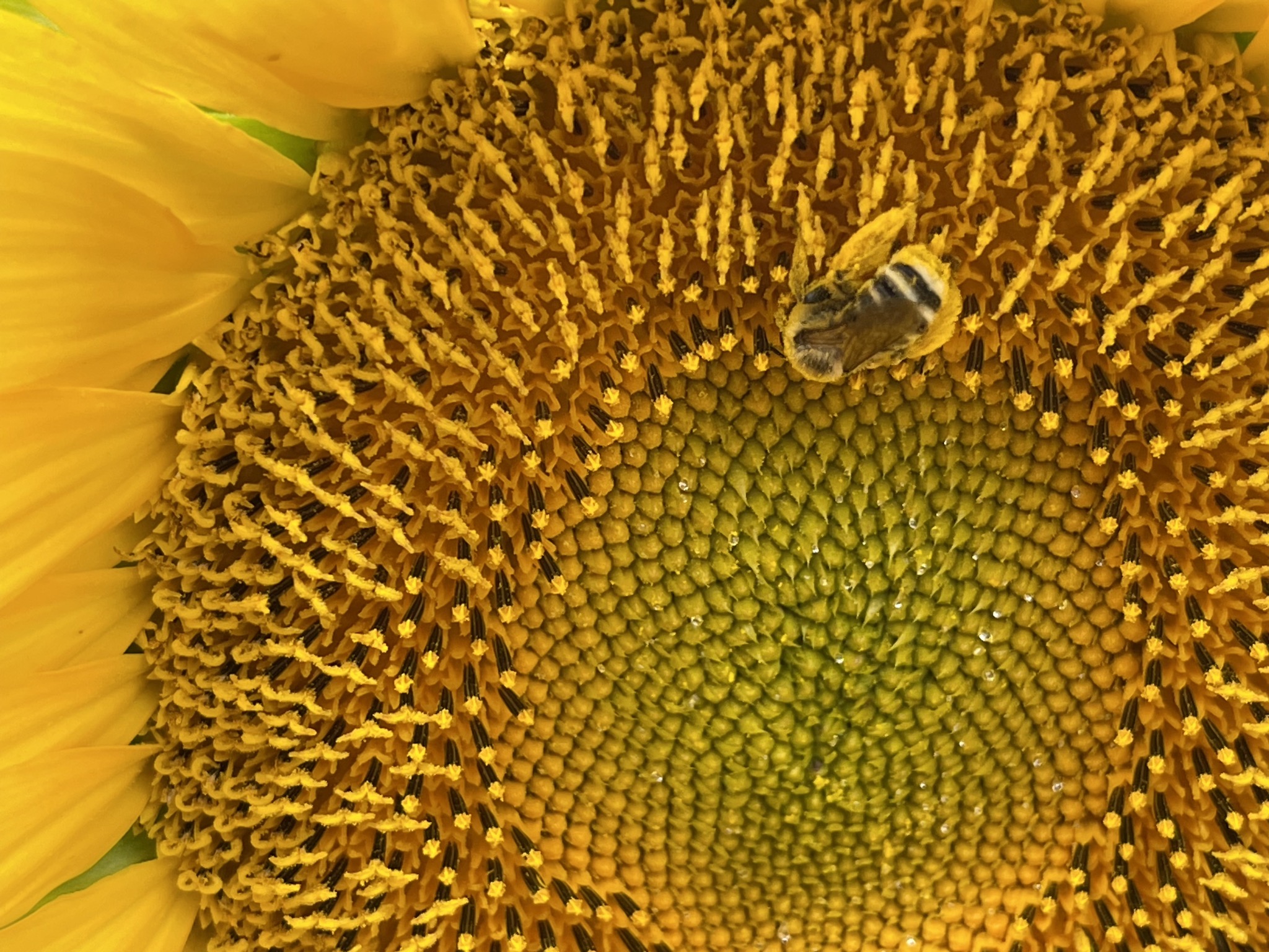 Bumble bee on sunflower