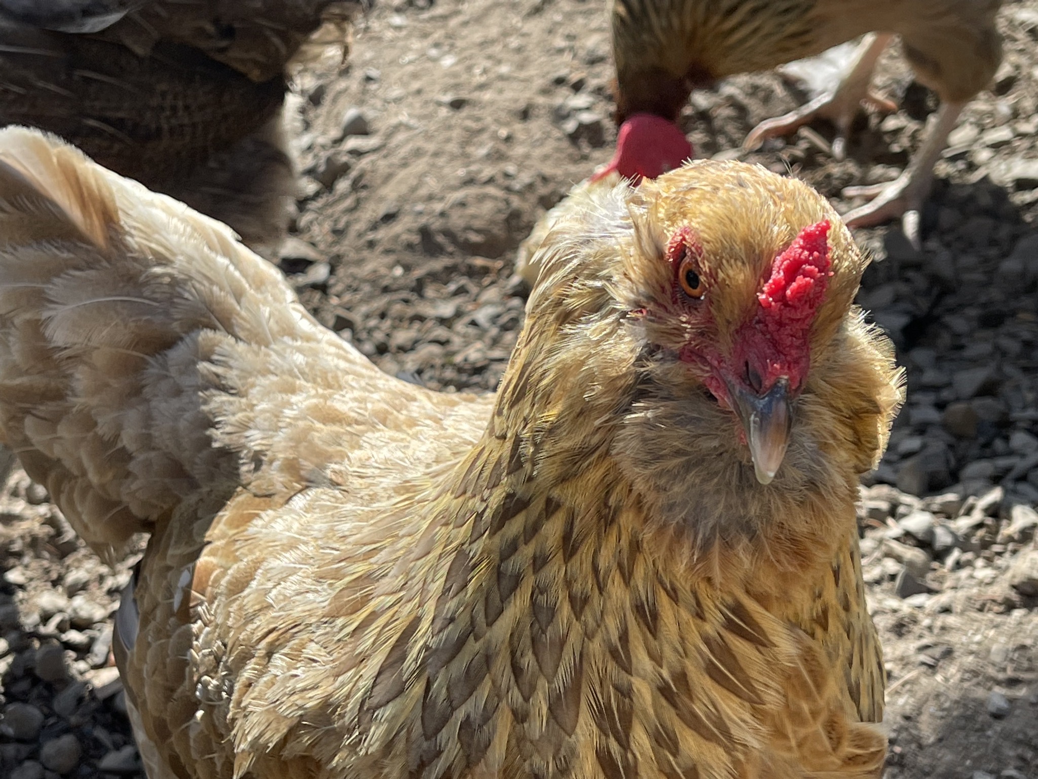 Chickens