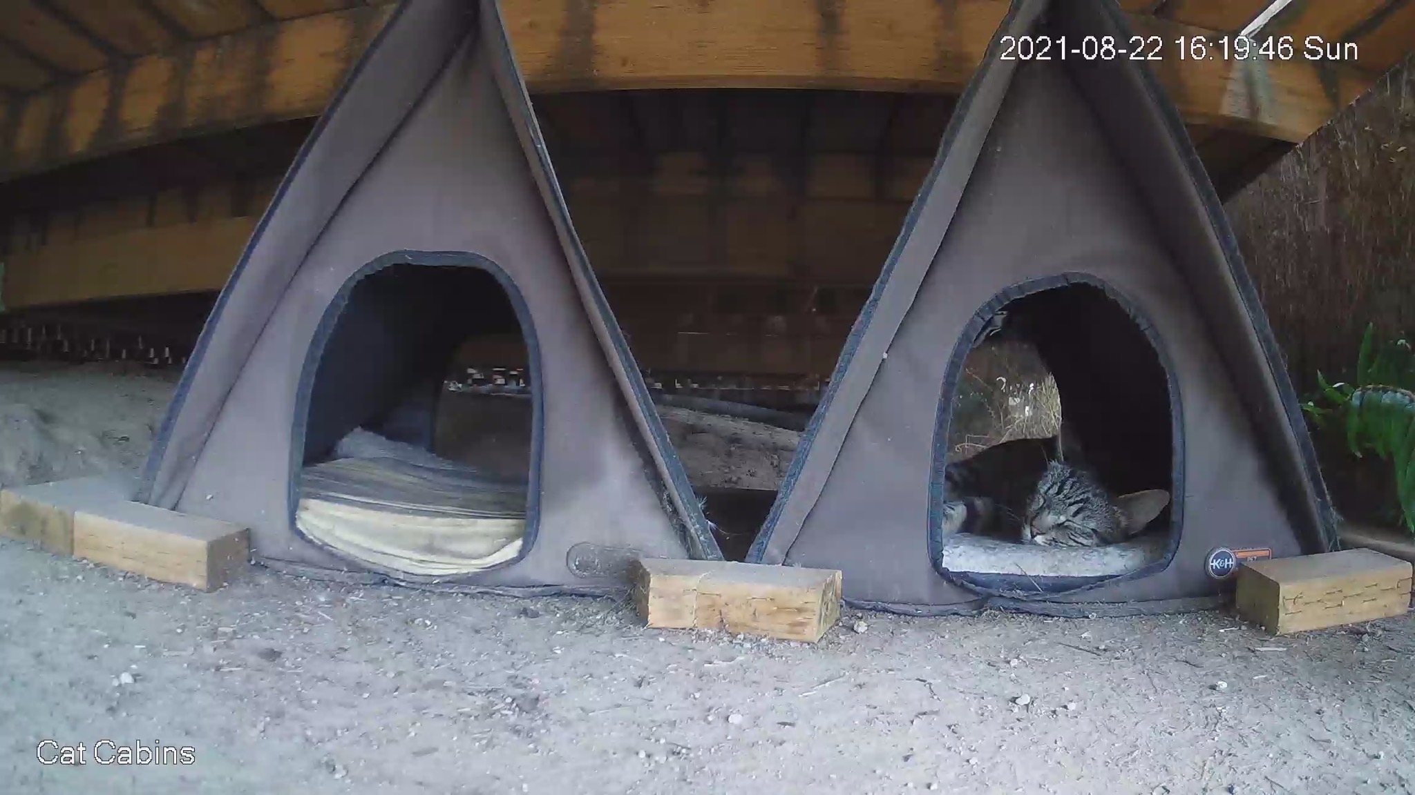 Cat in cabin