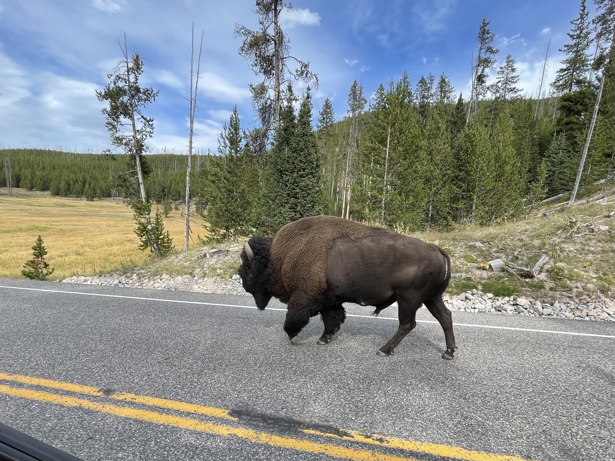 Bison on road