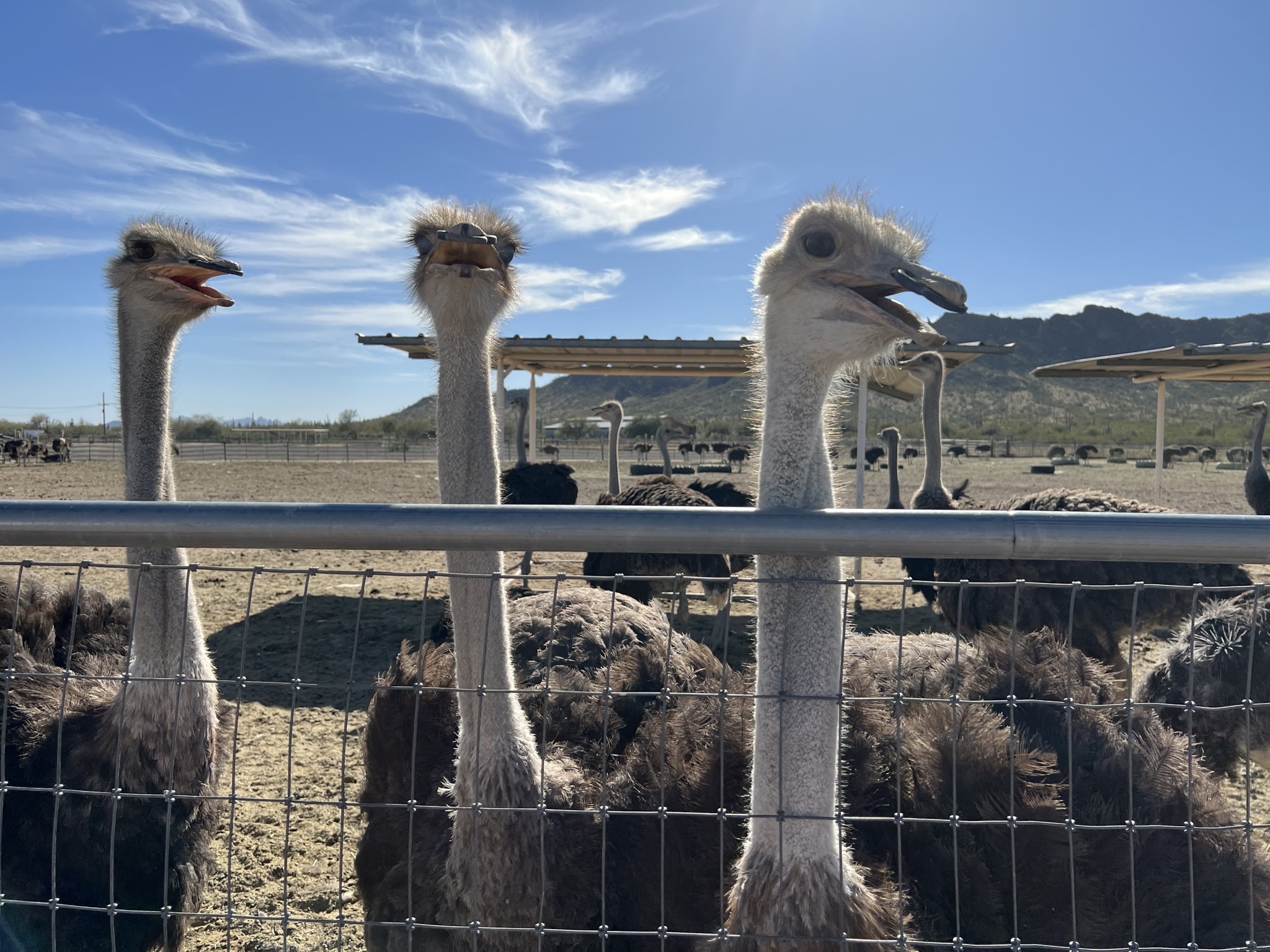 Ostriches