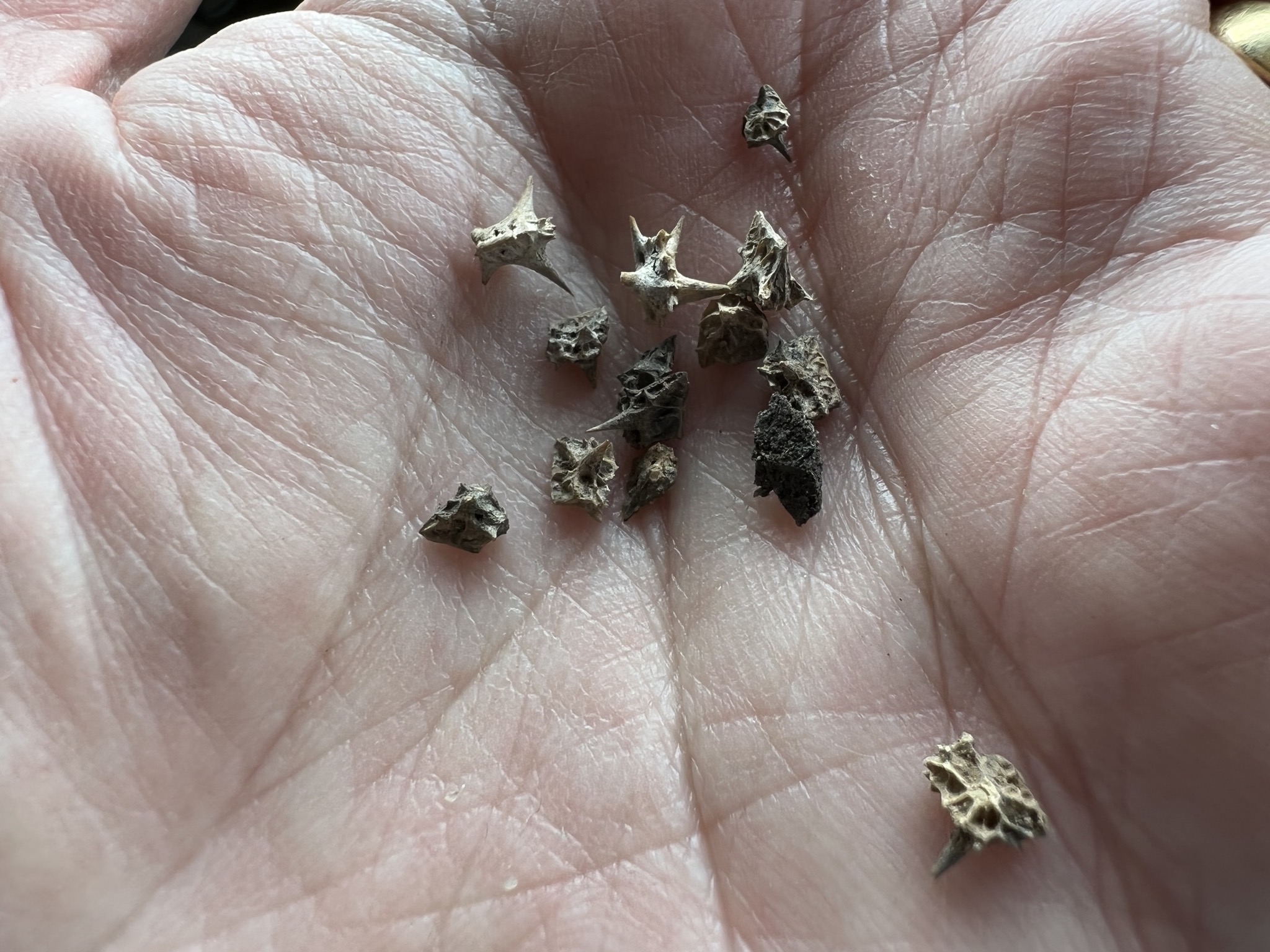 Goatheads