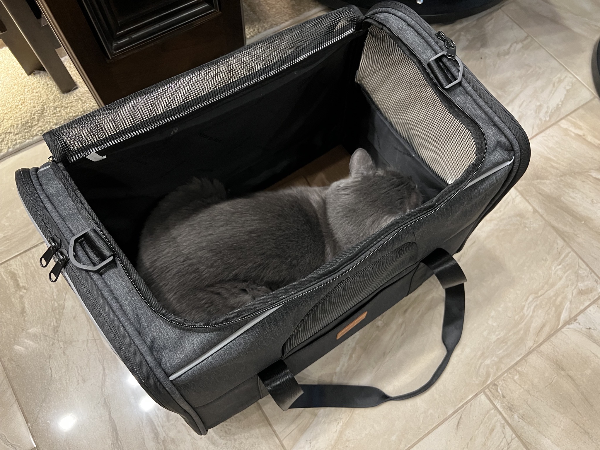 Paladin in cat carrier